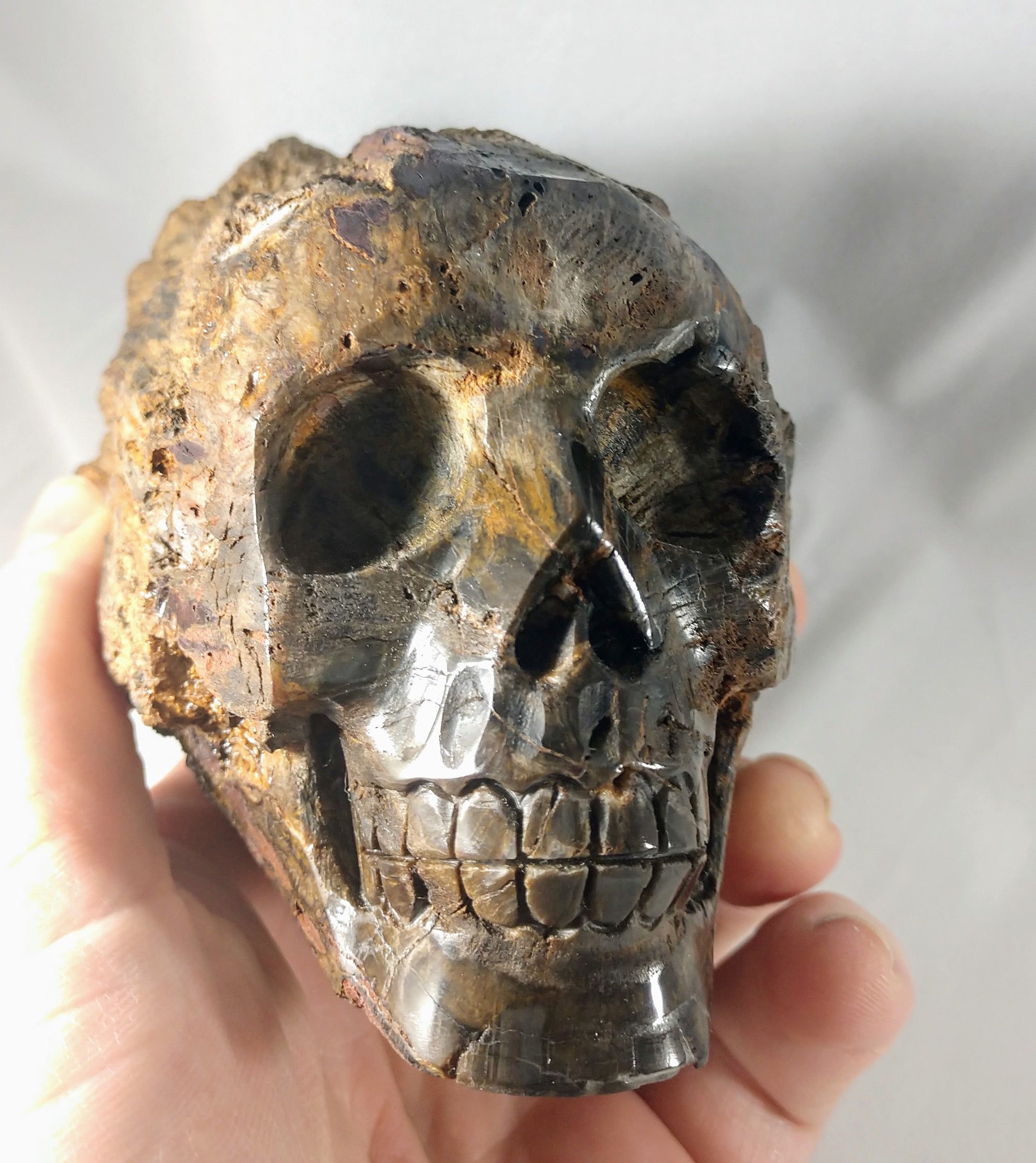 Petrified Wood Skull