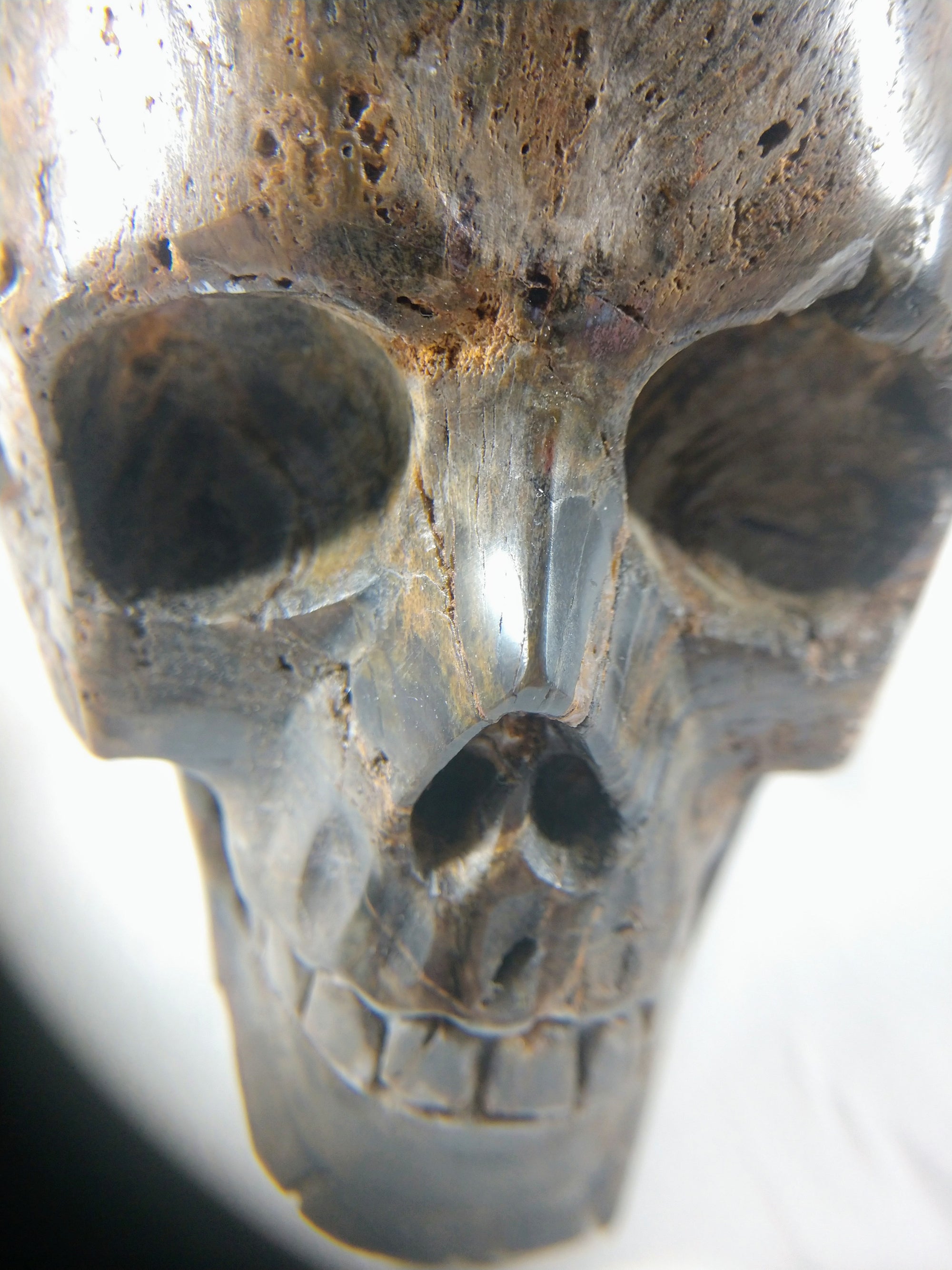 Petrified Wood Skull