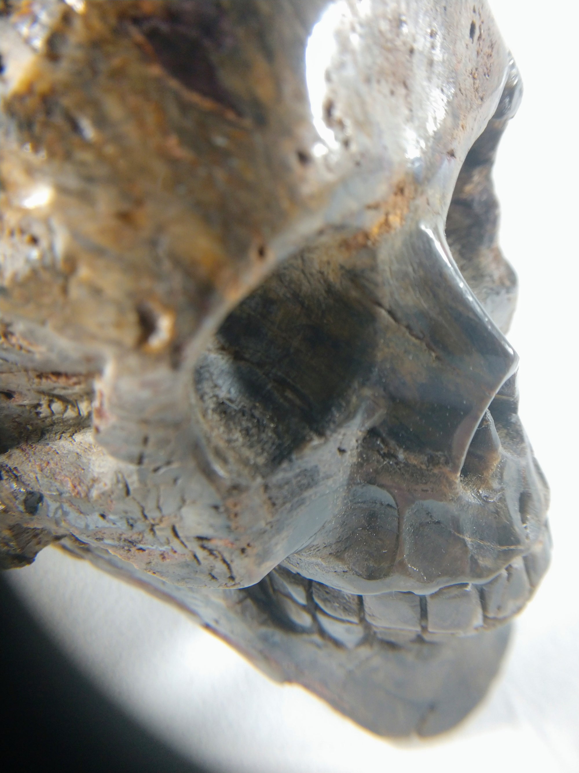 Petrified Wood Skull