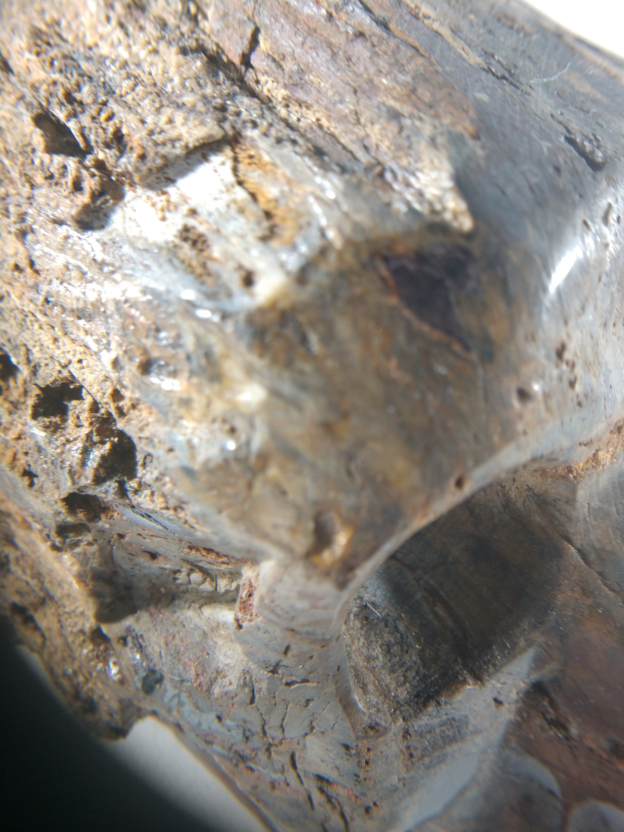 Petrified Wood Skull
