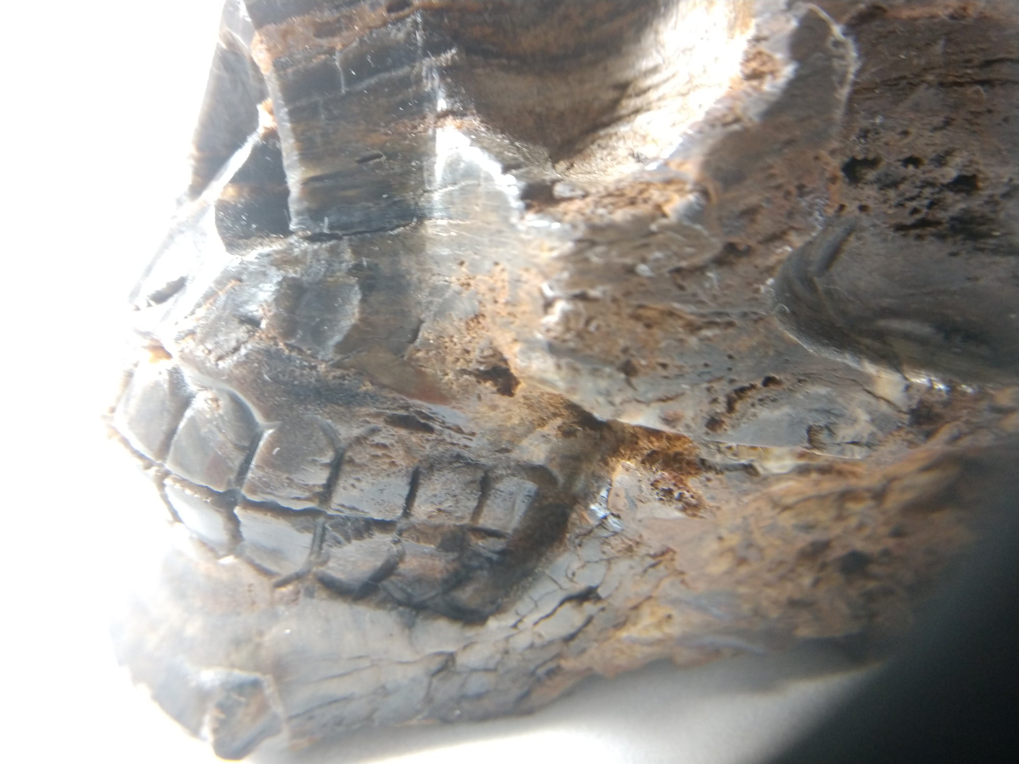 Petrified Wood Skull