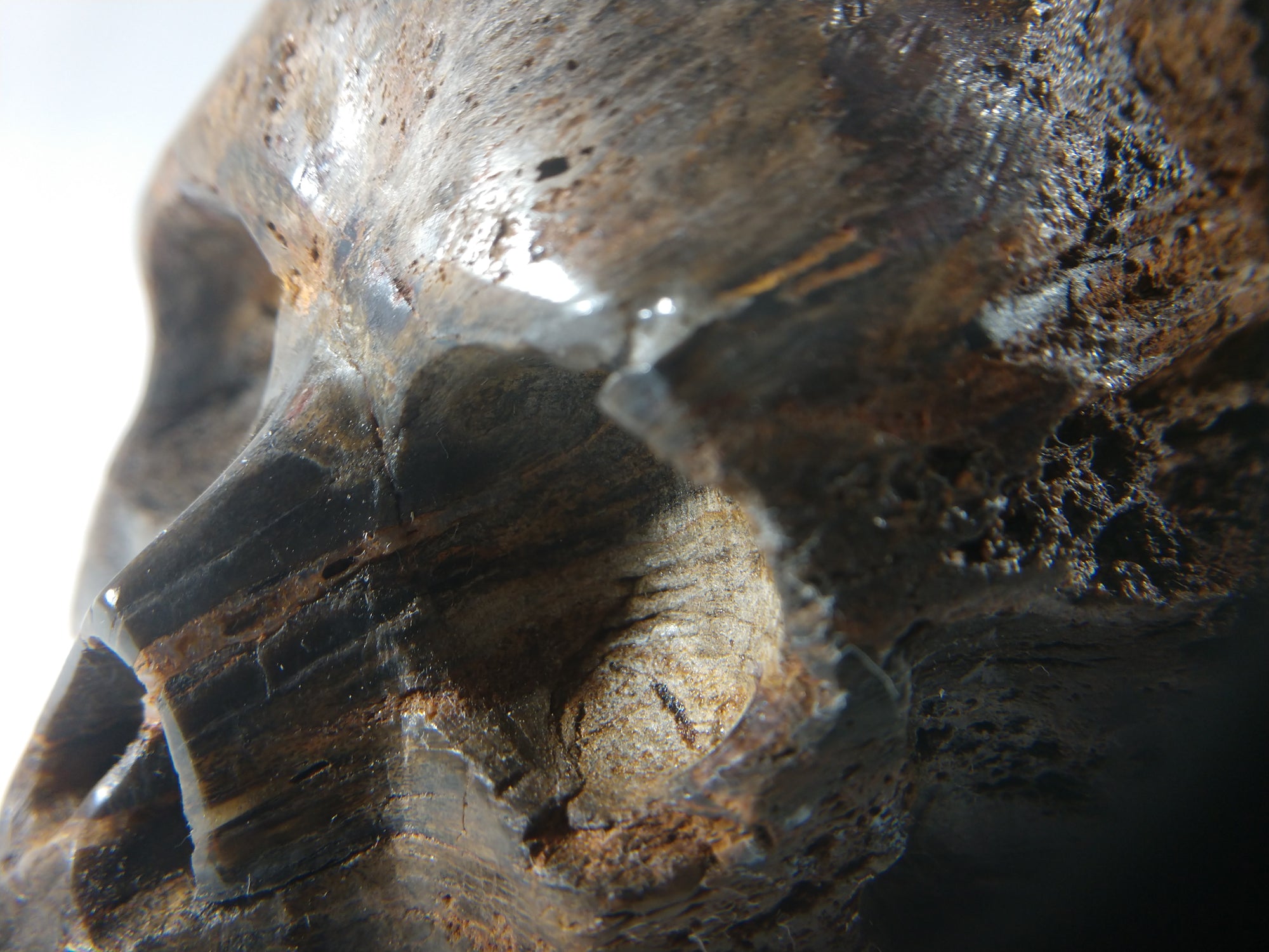 Petrified Wood Skull