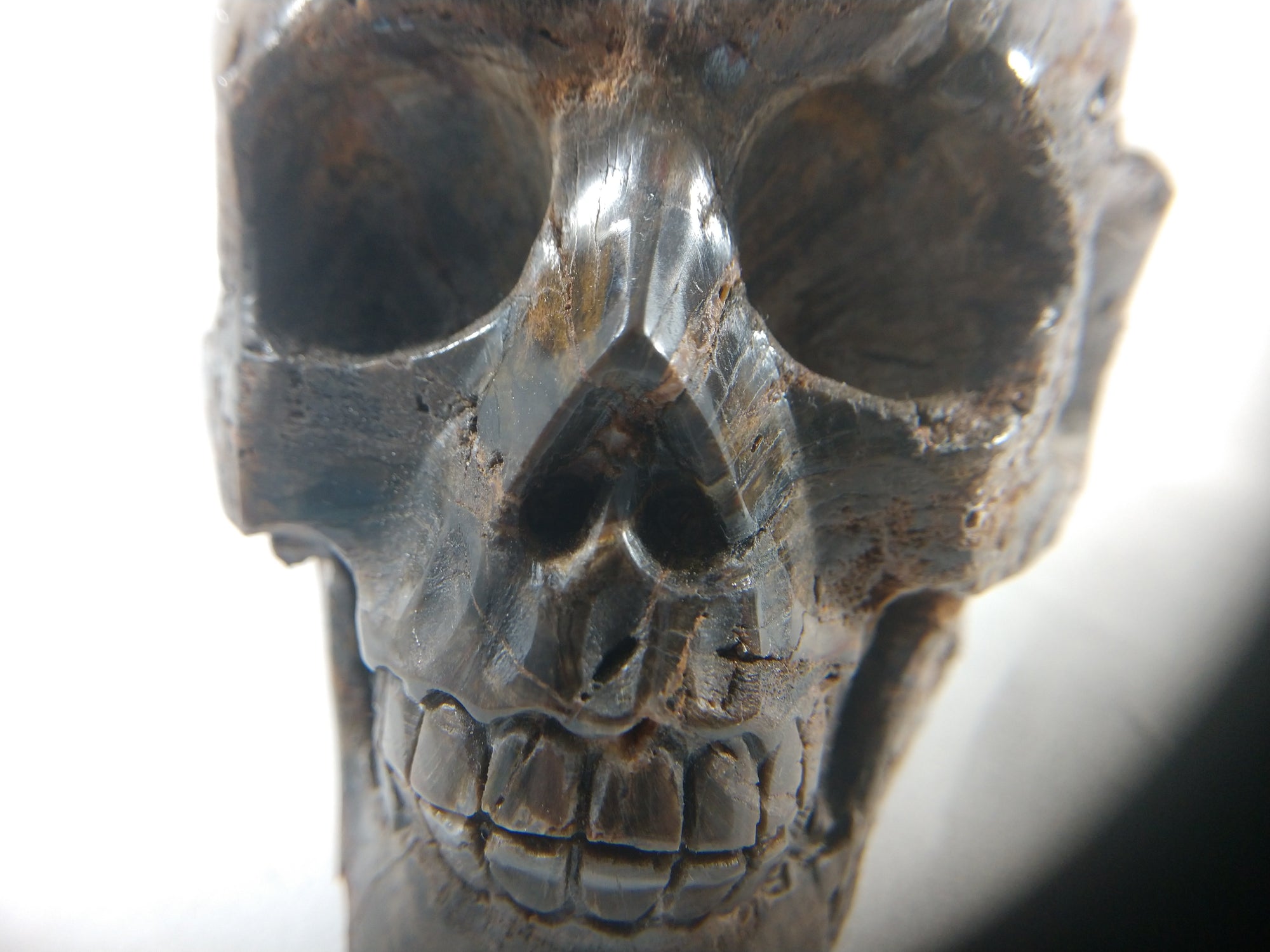 Petrified Wood Skull