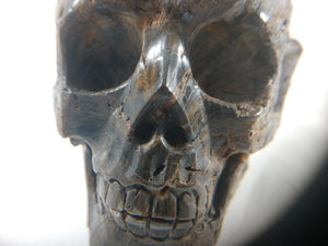 Petrified Wood Skull