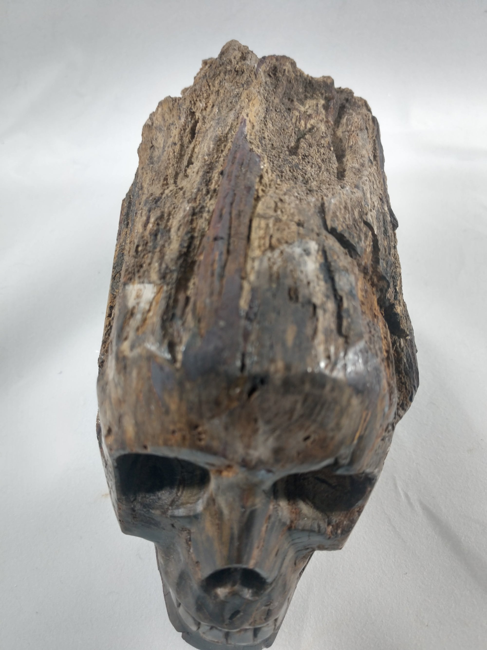 Petrified Wood Skull