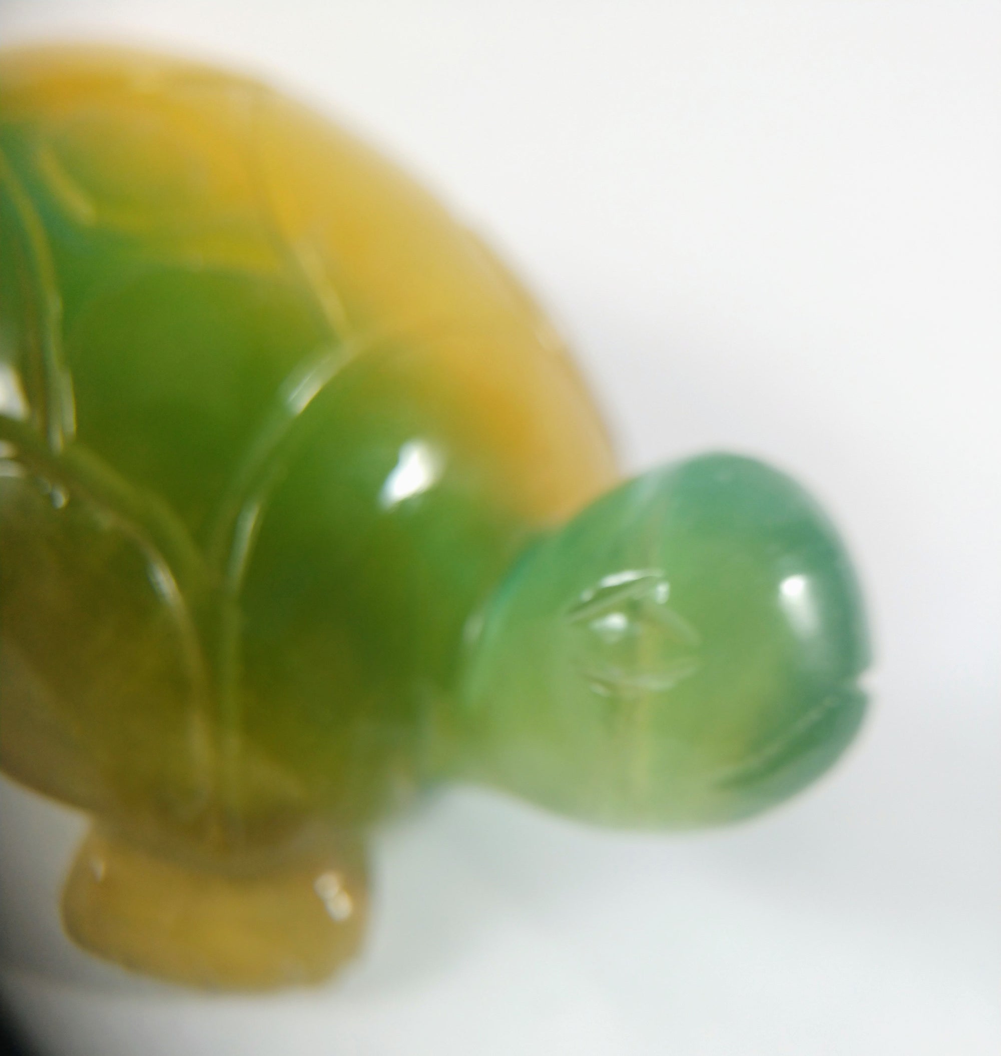 Fluorite Turtle