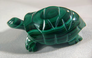 Malachite Turtle