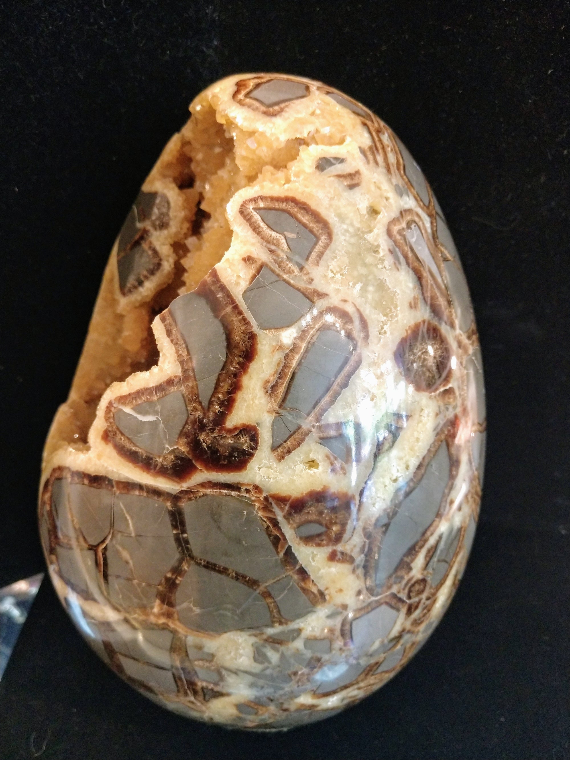 Septerian egg