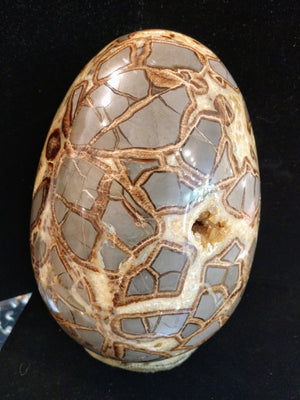 Septerian egg