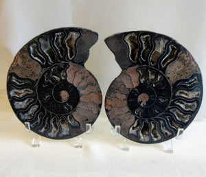 Black Ammonite Pair