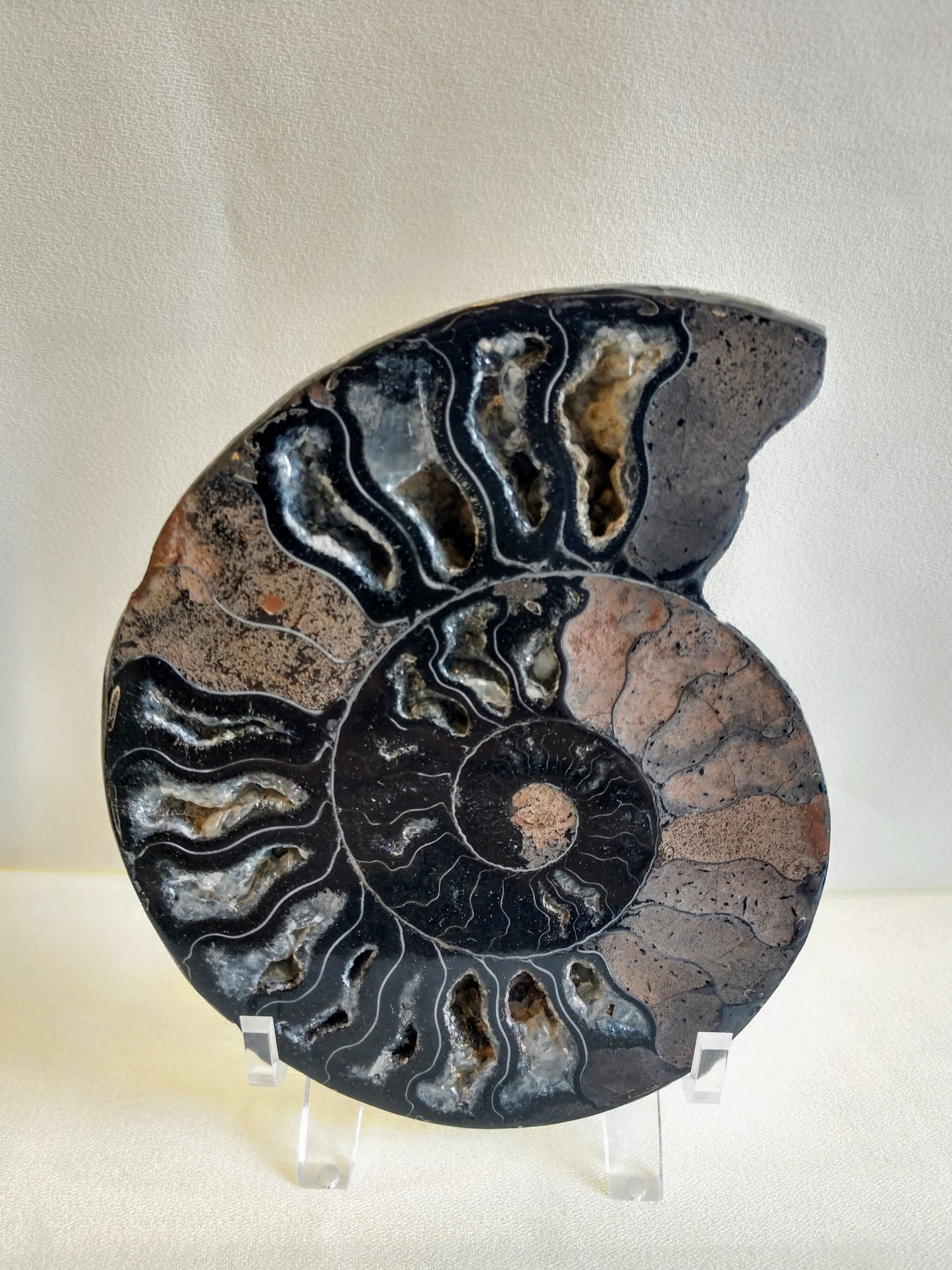 Black Ammonite Pair