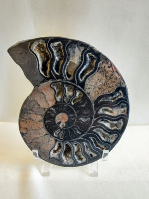 Black Ammonite Pair