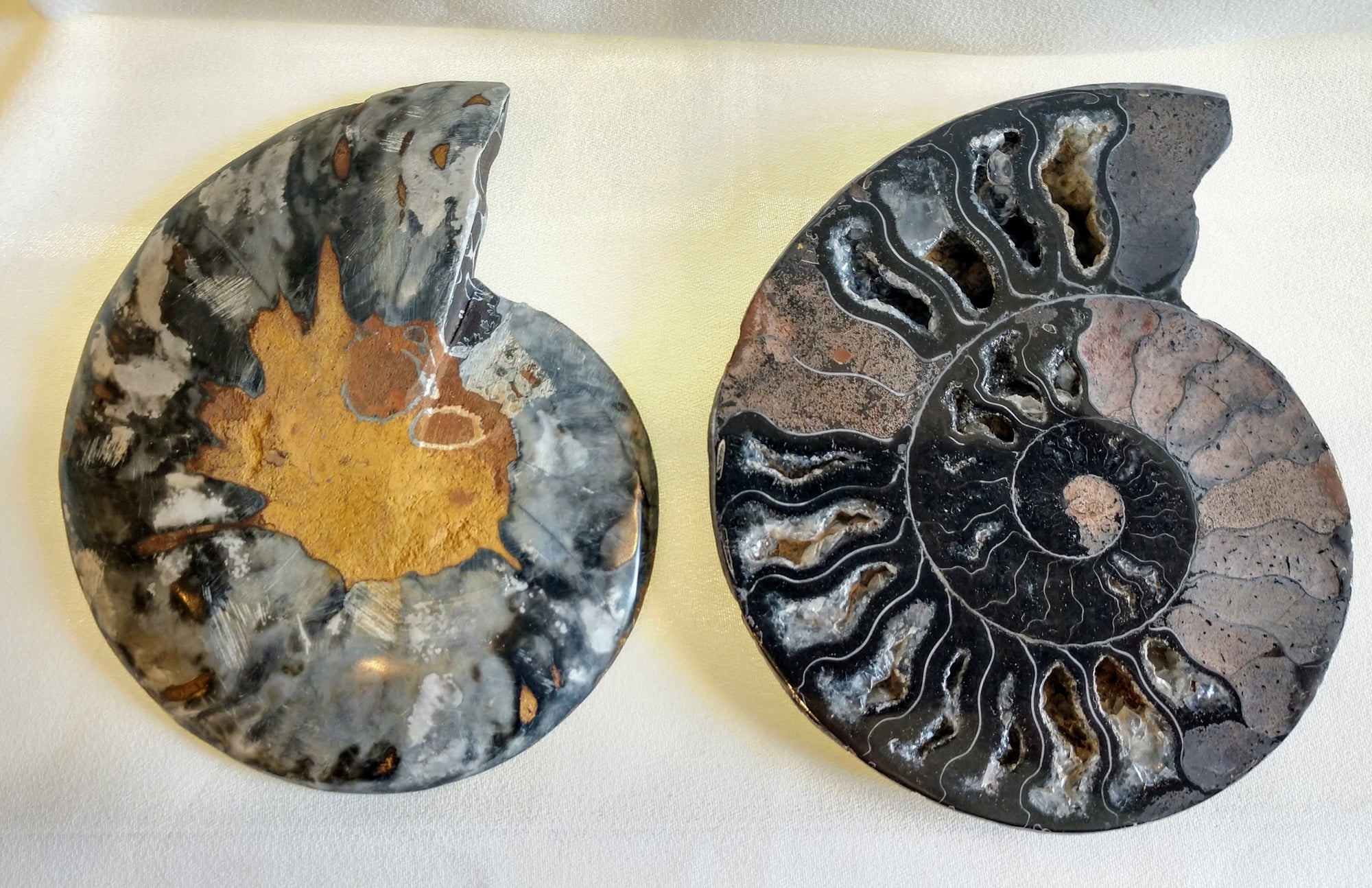 Black Ammonite Pair