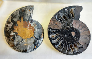 Black Ammonite Pair