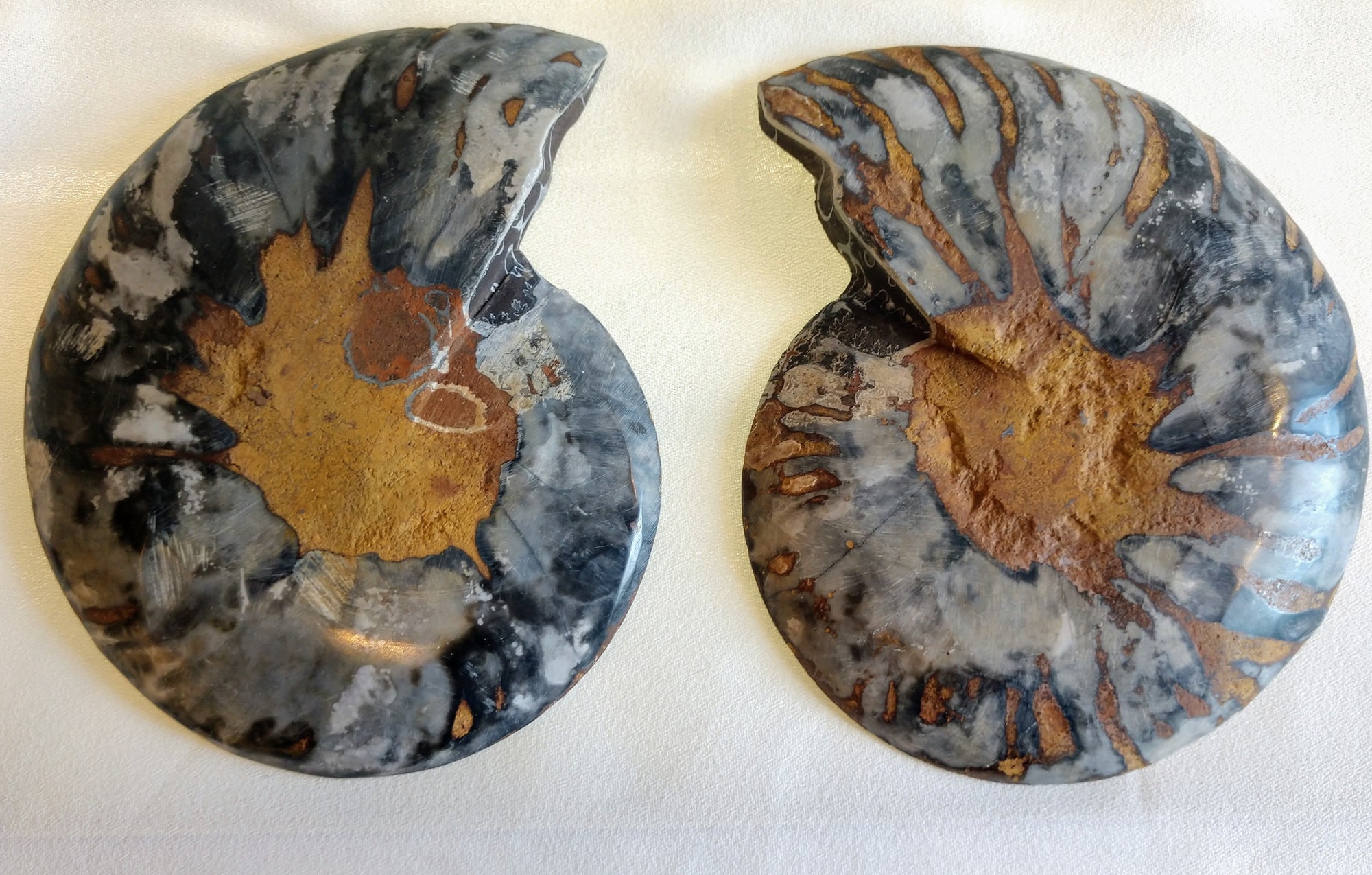 Black Ammonite Pair