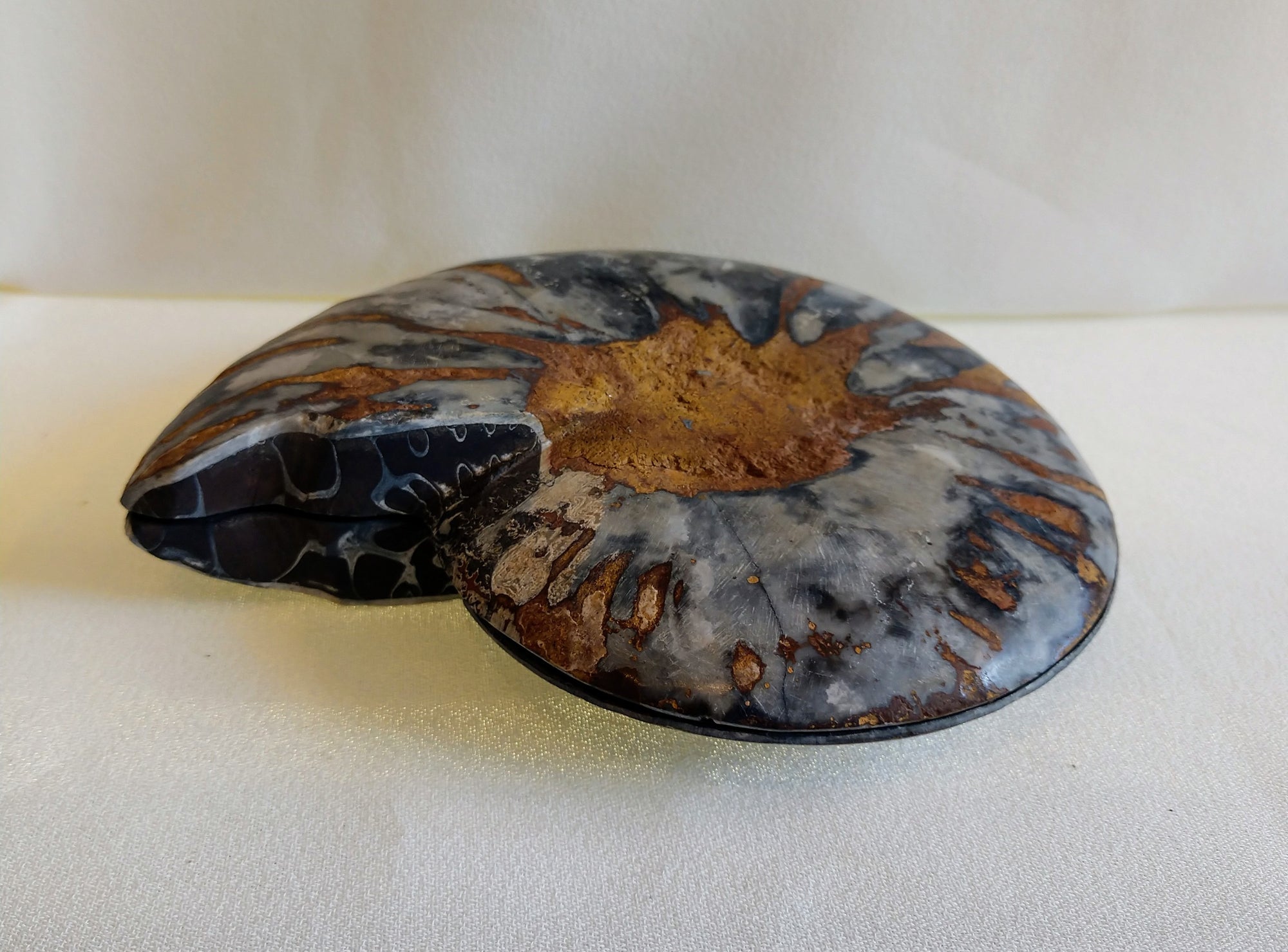 Black Ammonite Pair