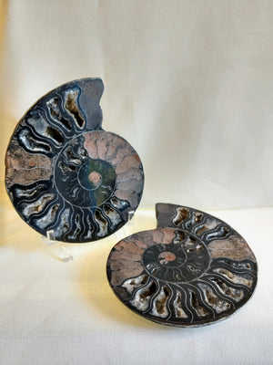 Black Ammonite Pair