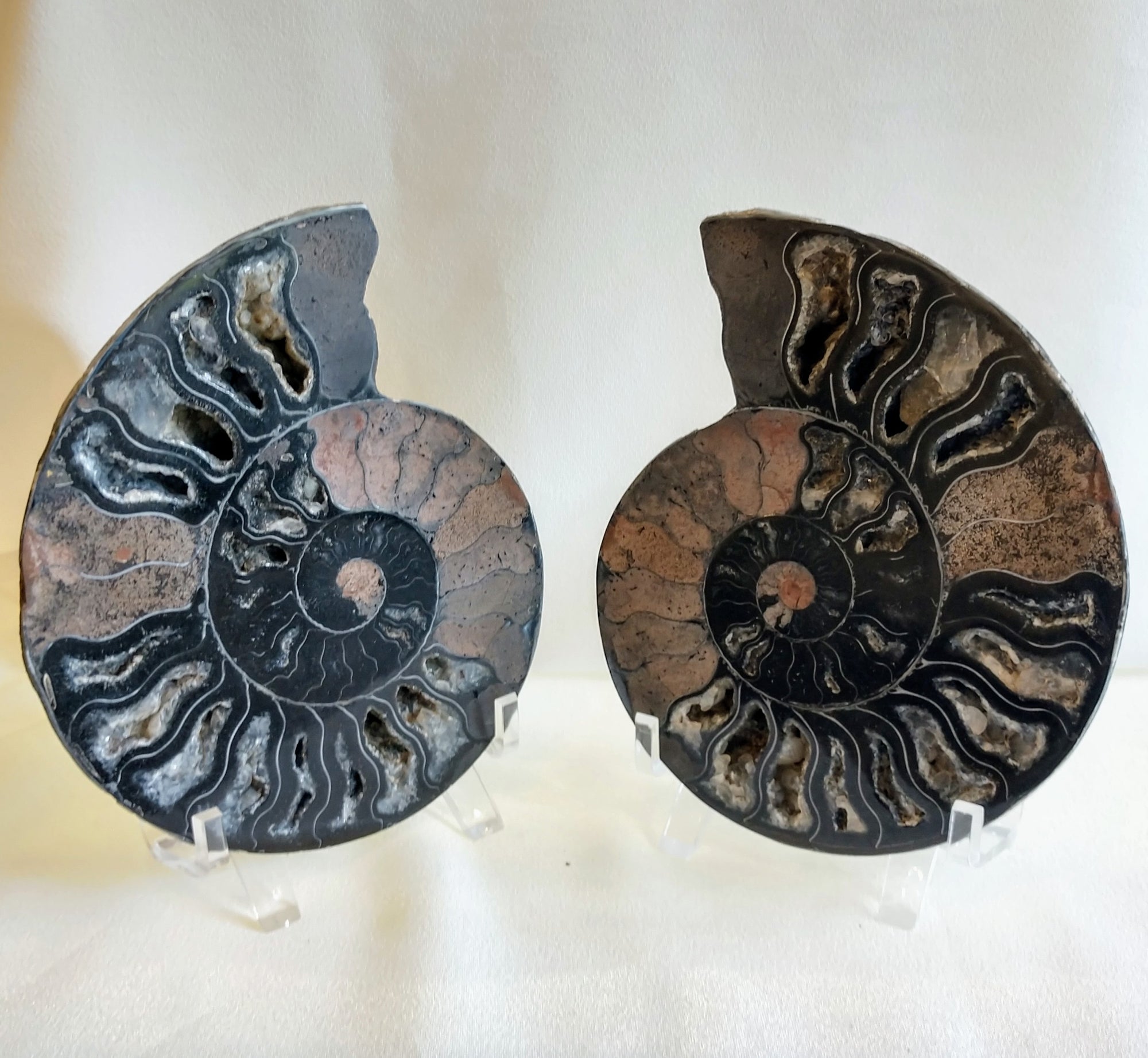 Black Ammonite Pair