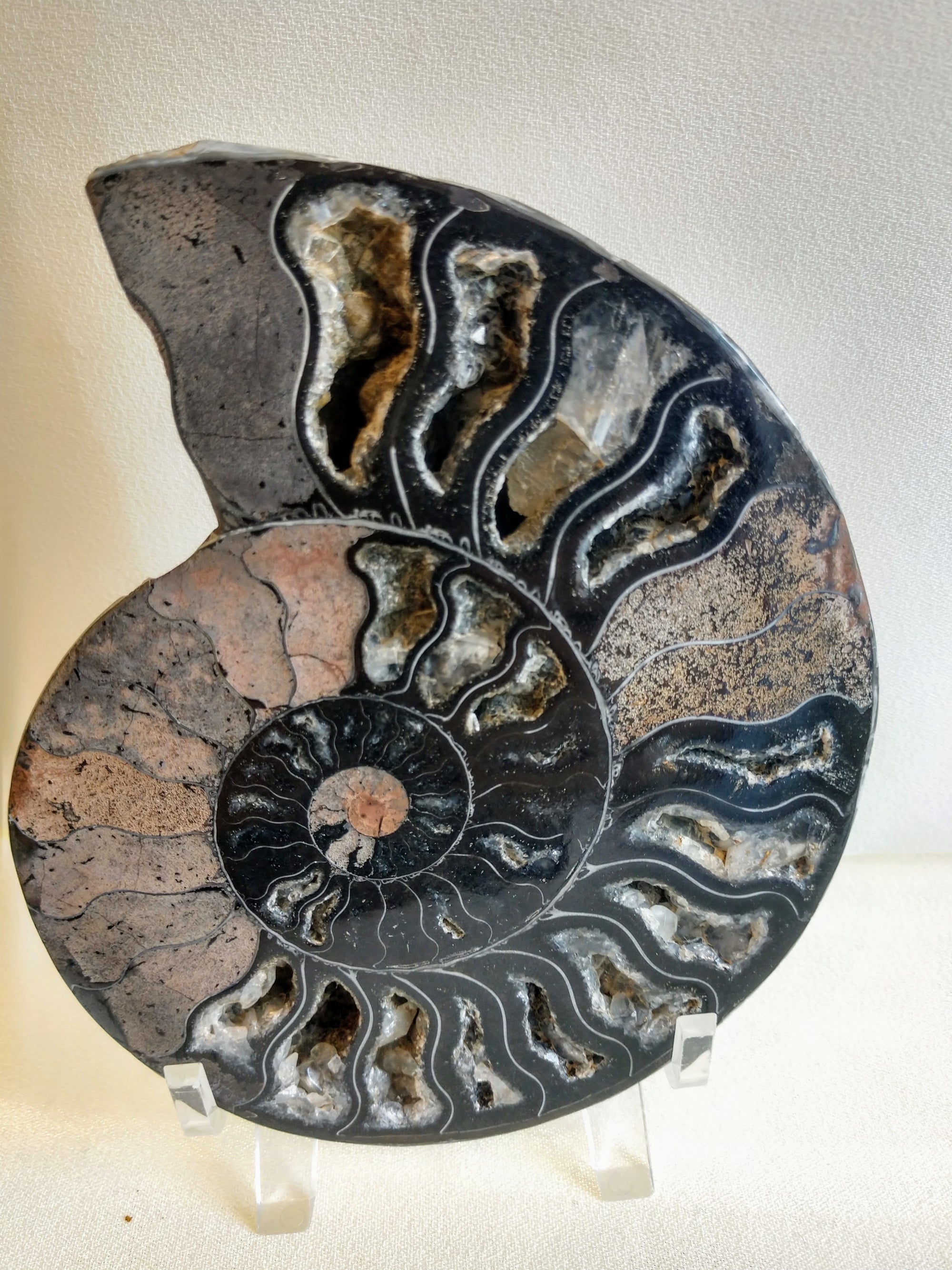 Black Ammonite Pair