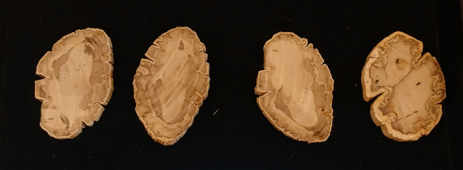 Petrified Wood Slices from Madagascar
