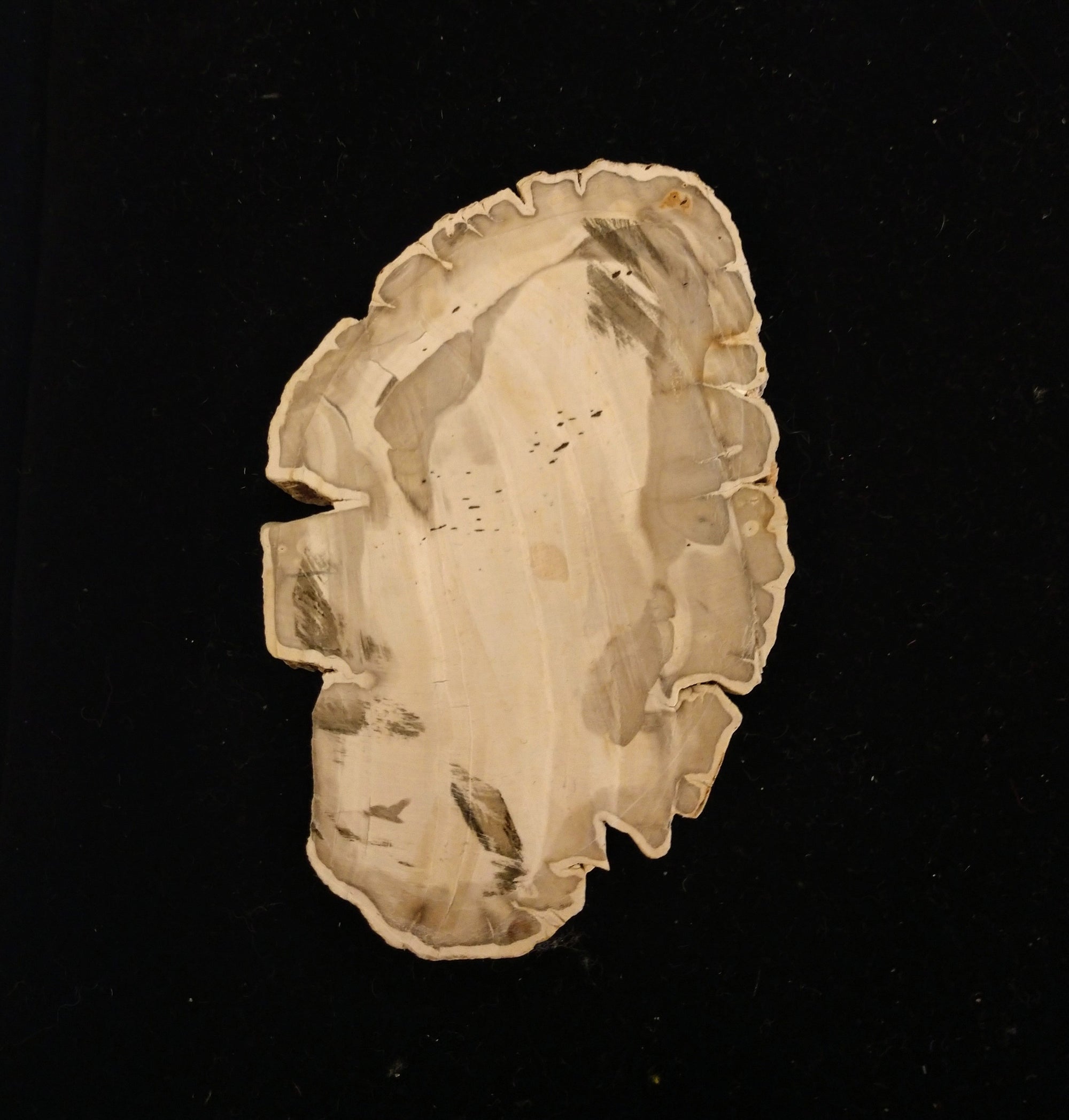 Petrified Wood Slices from Madagascar