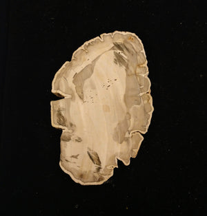 Petrified Wood Slices from Madagascar