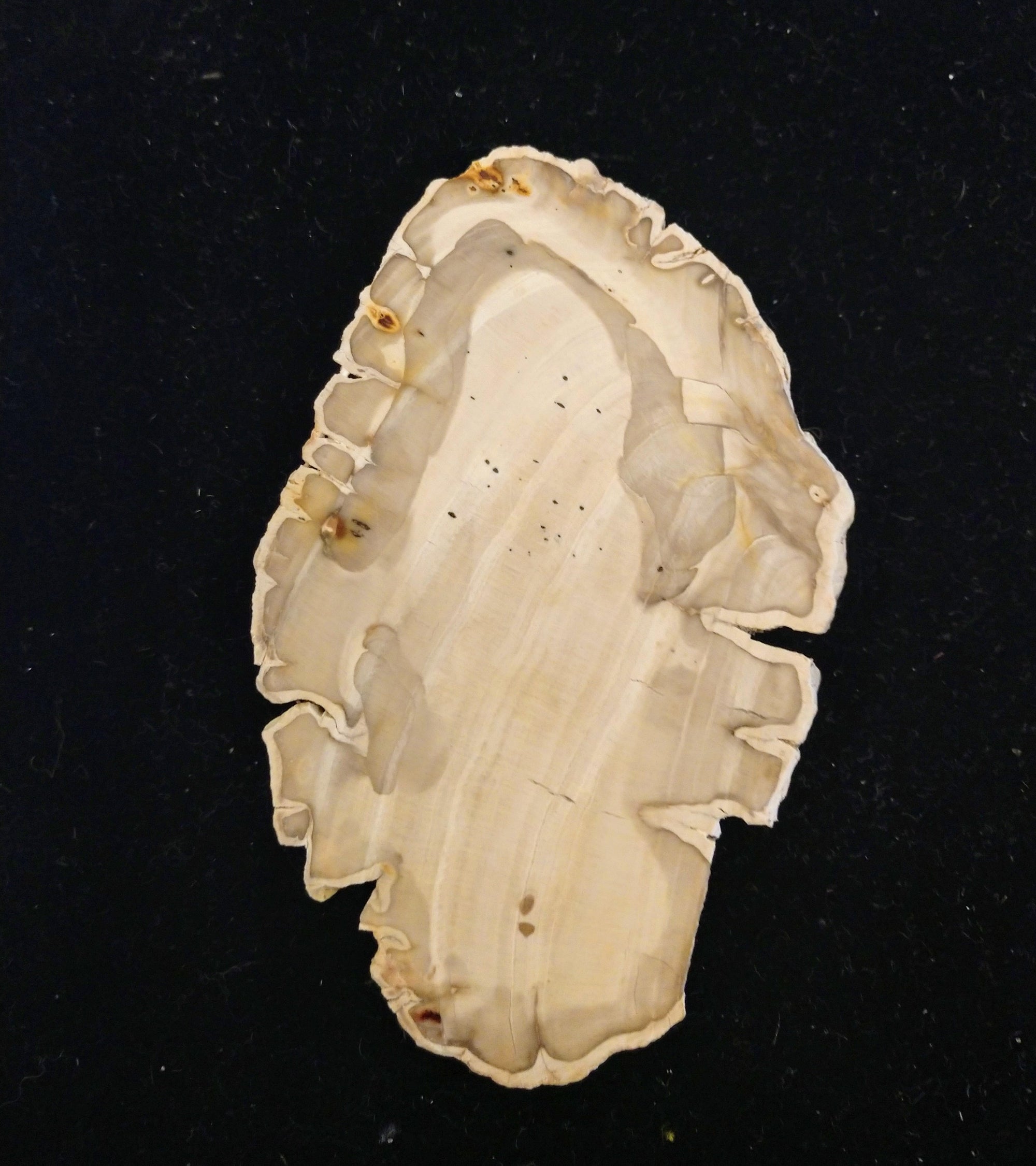 Petrified Wood Slices from Madagascar