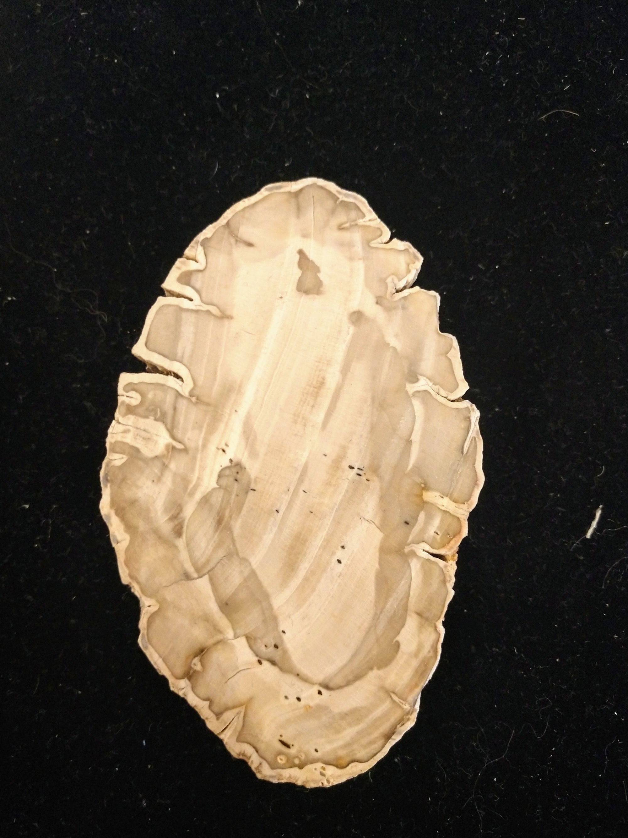 Petrified Wood Slices from Madagascar