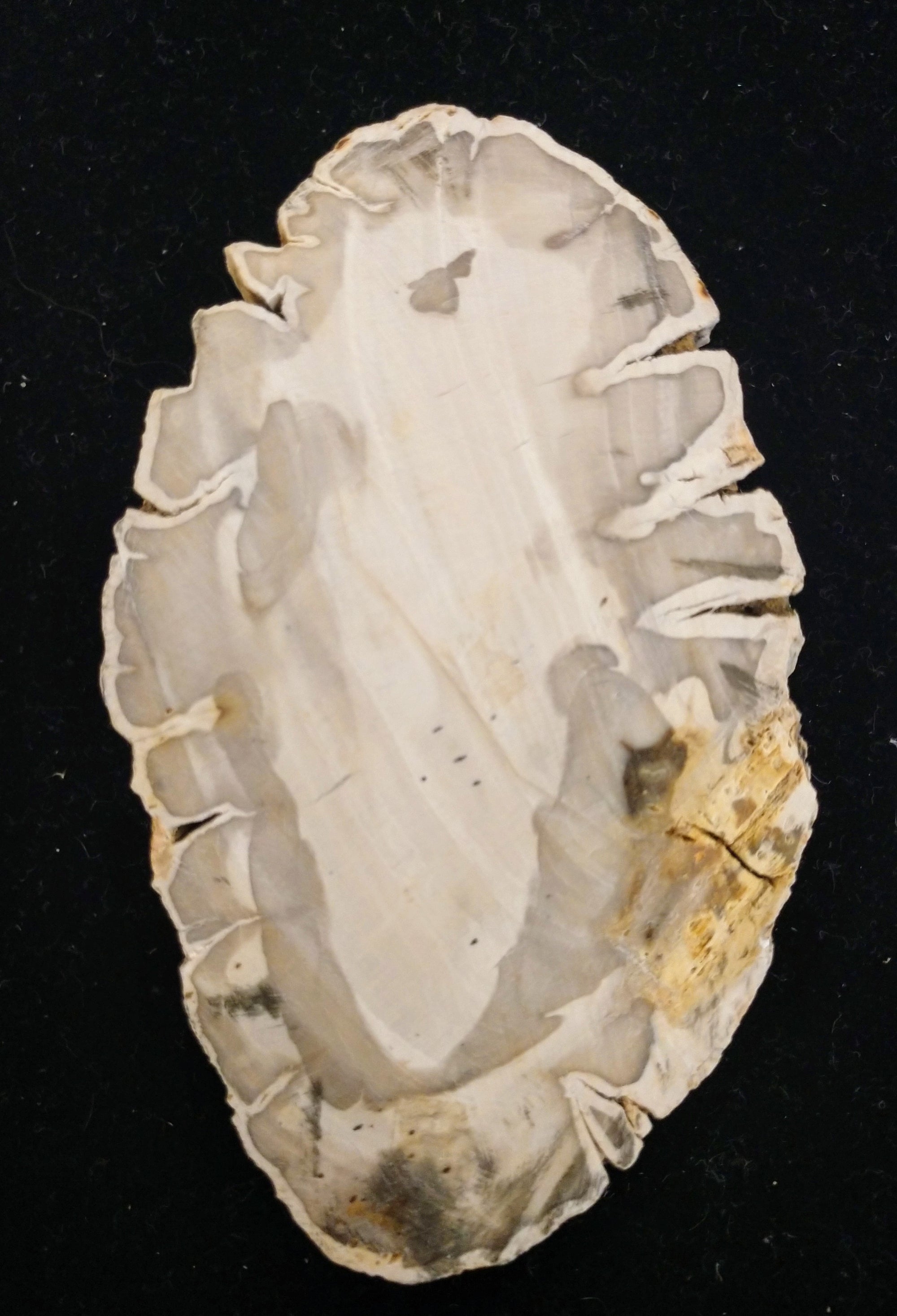 Petrified Wood Slices from Madagascar