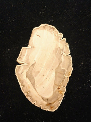 Petrified Wood Slices from Madagascar