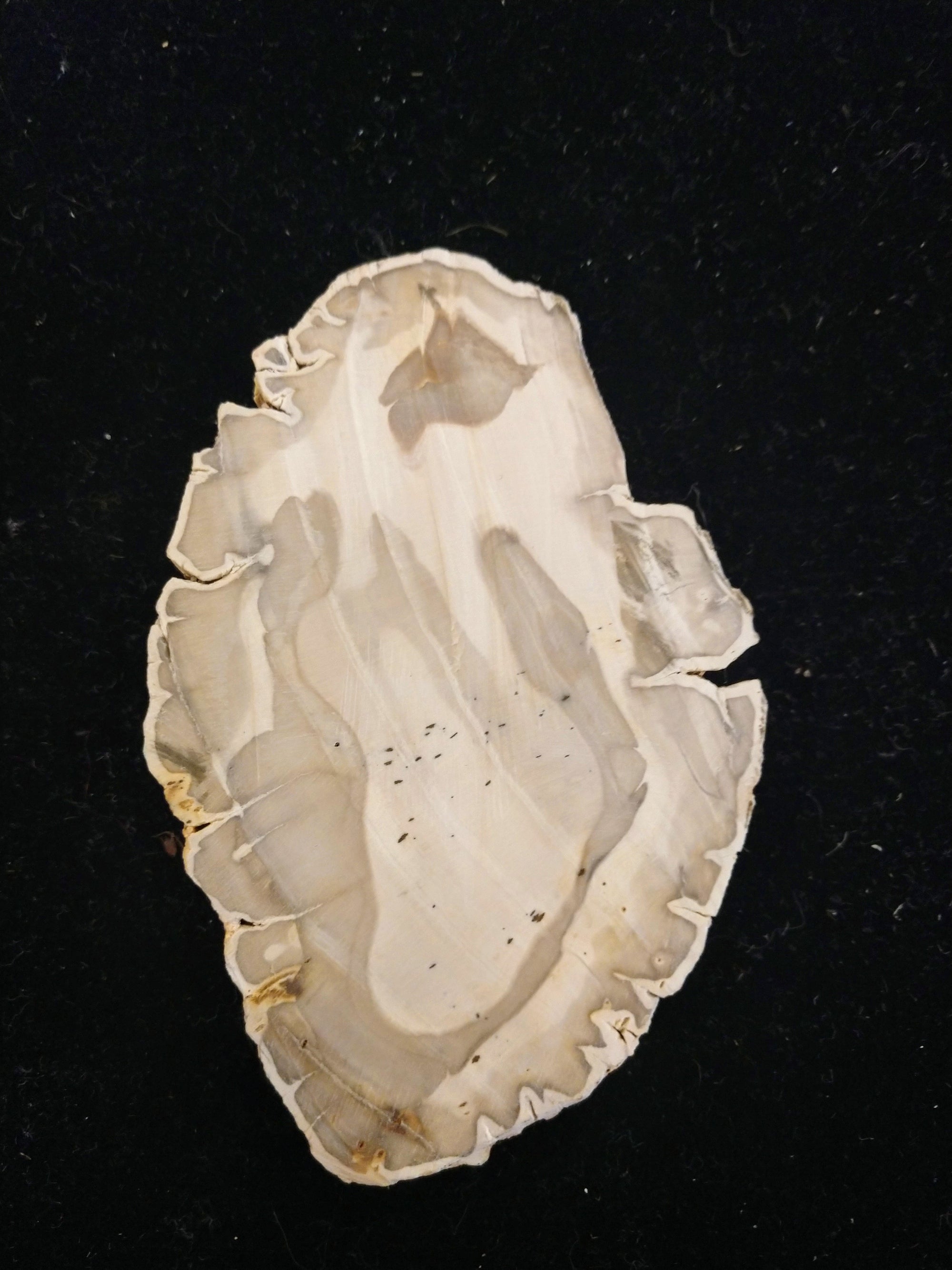 Petrified Wood Slices from Madagascar