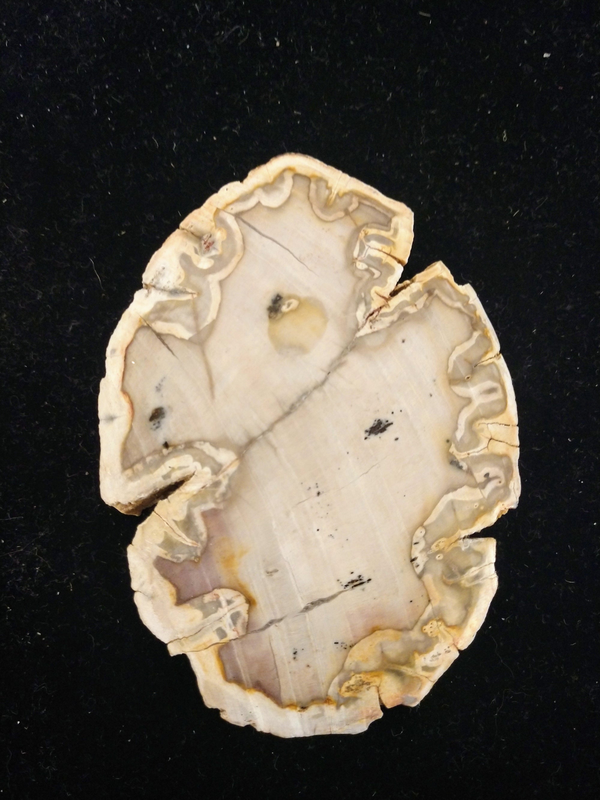 Petrified Wood Slices from Madagascar