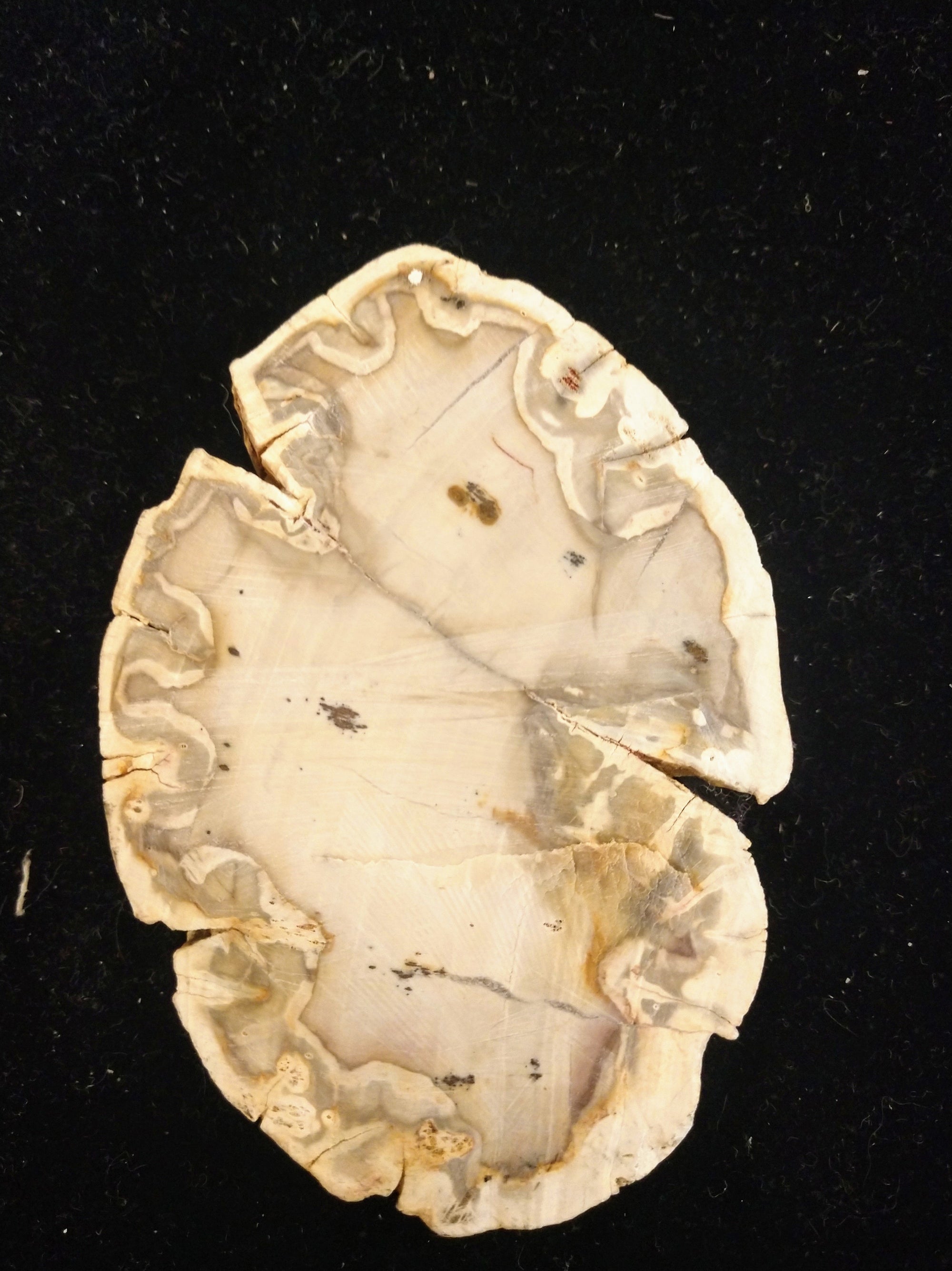 Petrified Wood Slices from Madagascar