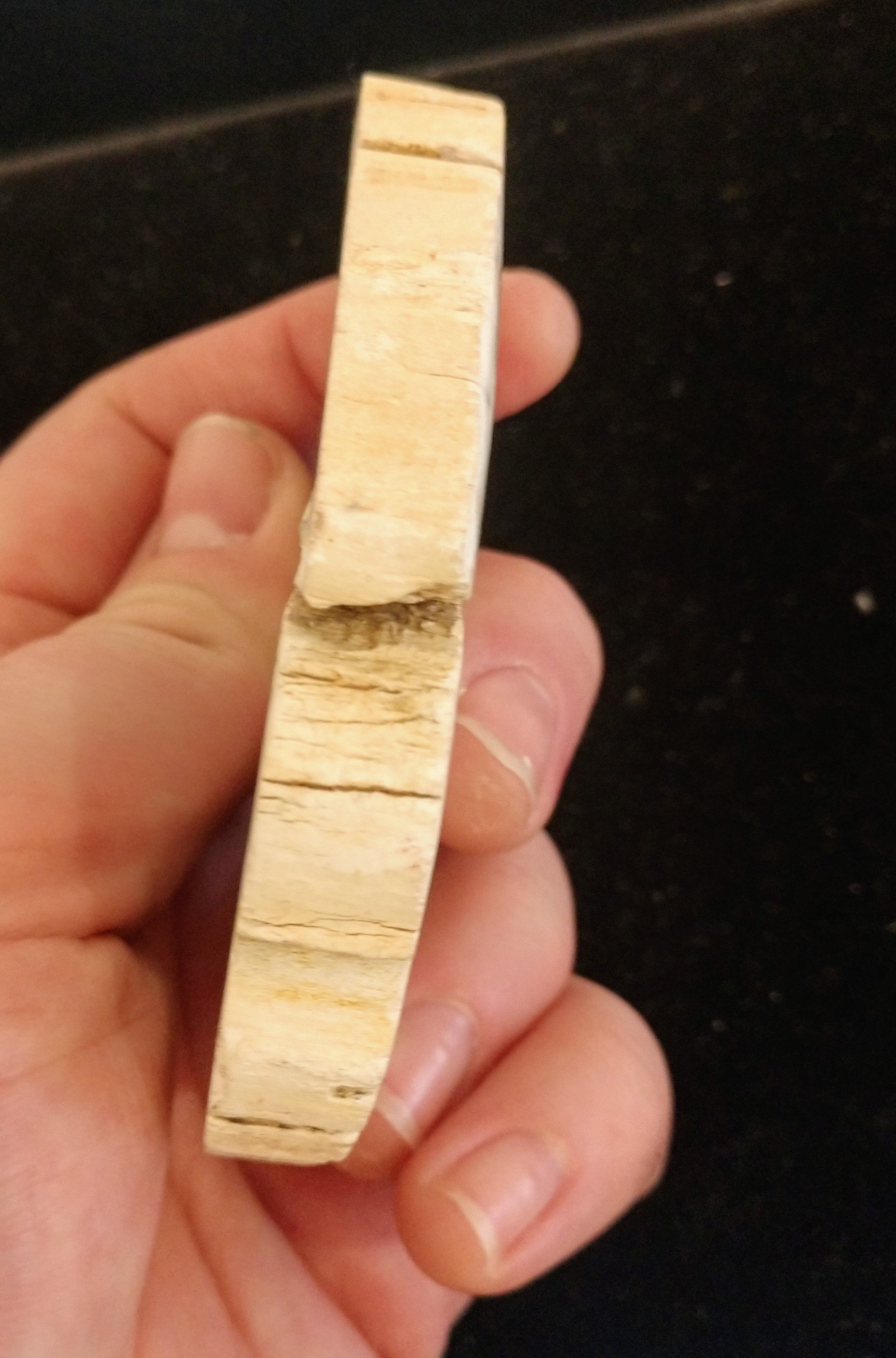 Petrified Wood Slices from Madagascar