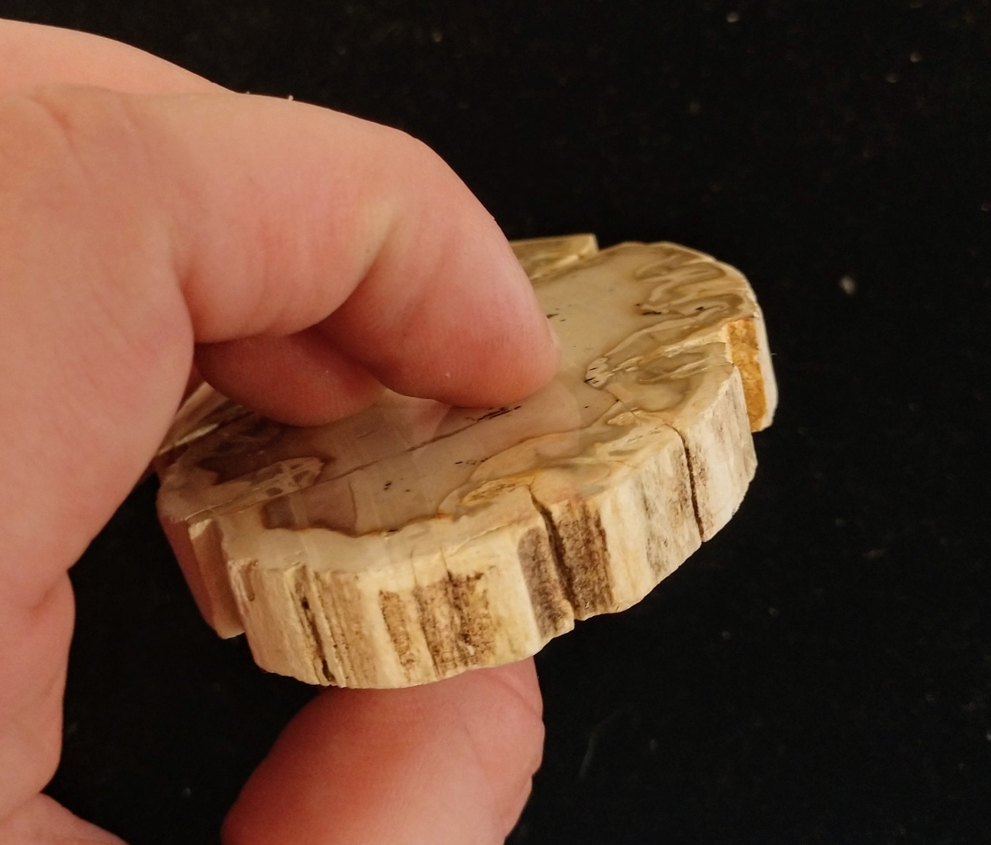 Petrified Wood Slices from Madagascar