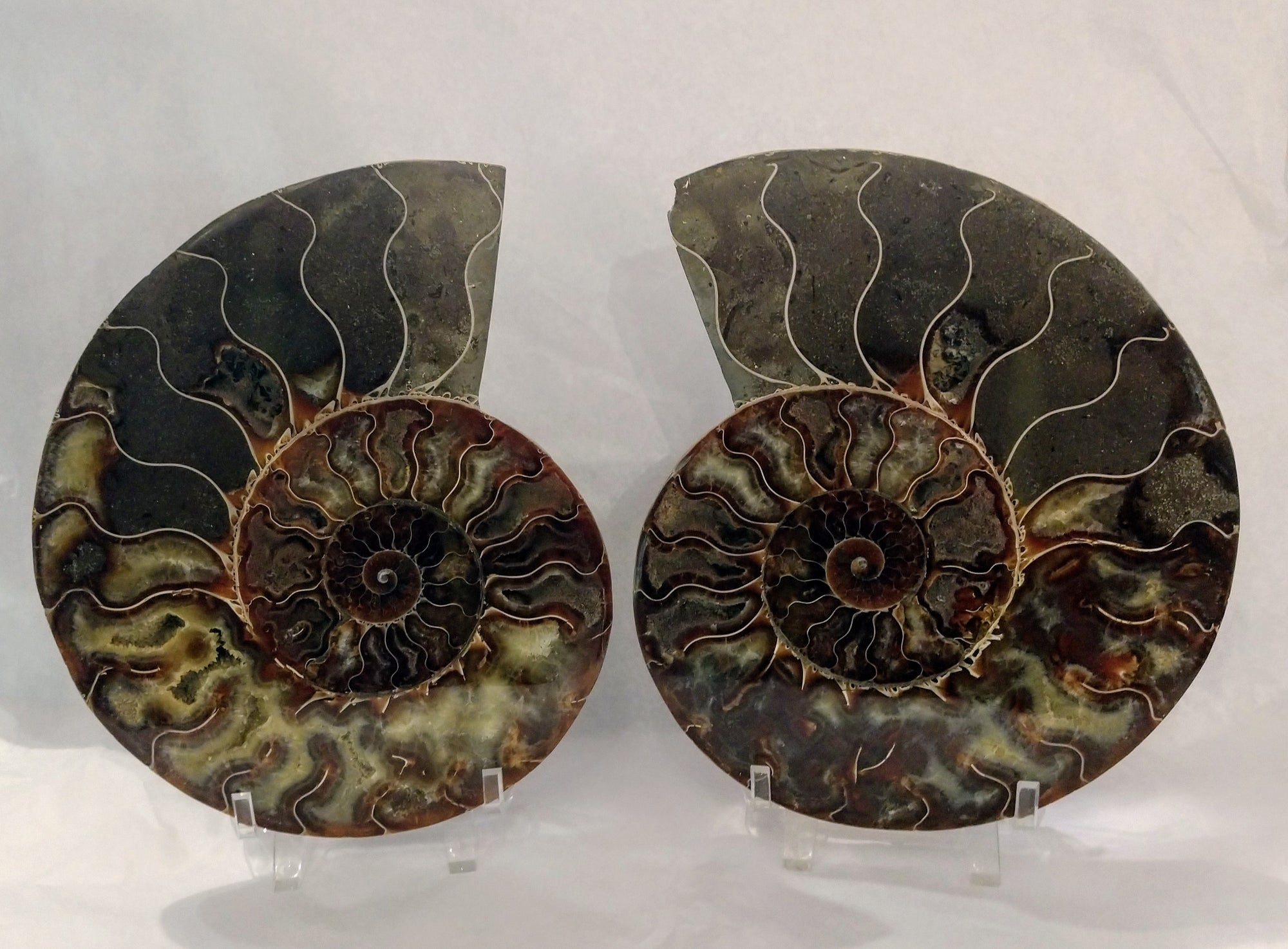 Ammonite Fossil Pair