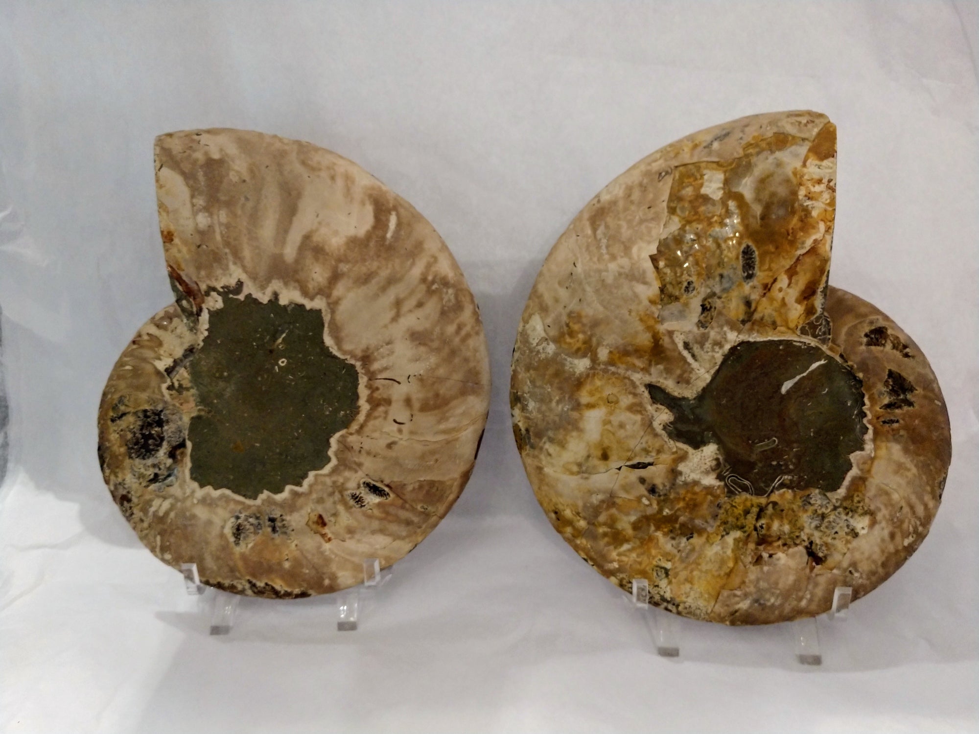 Ammonite Fossil Pair