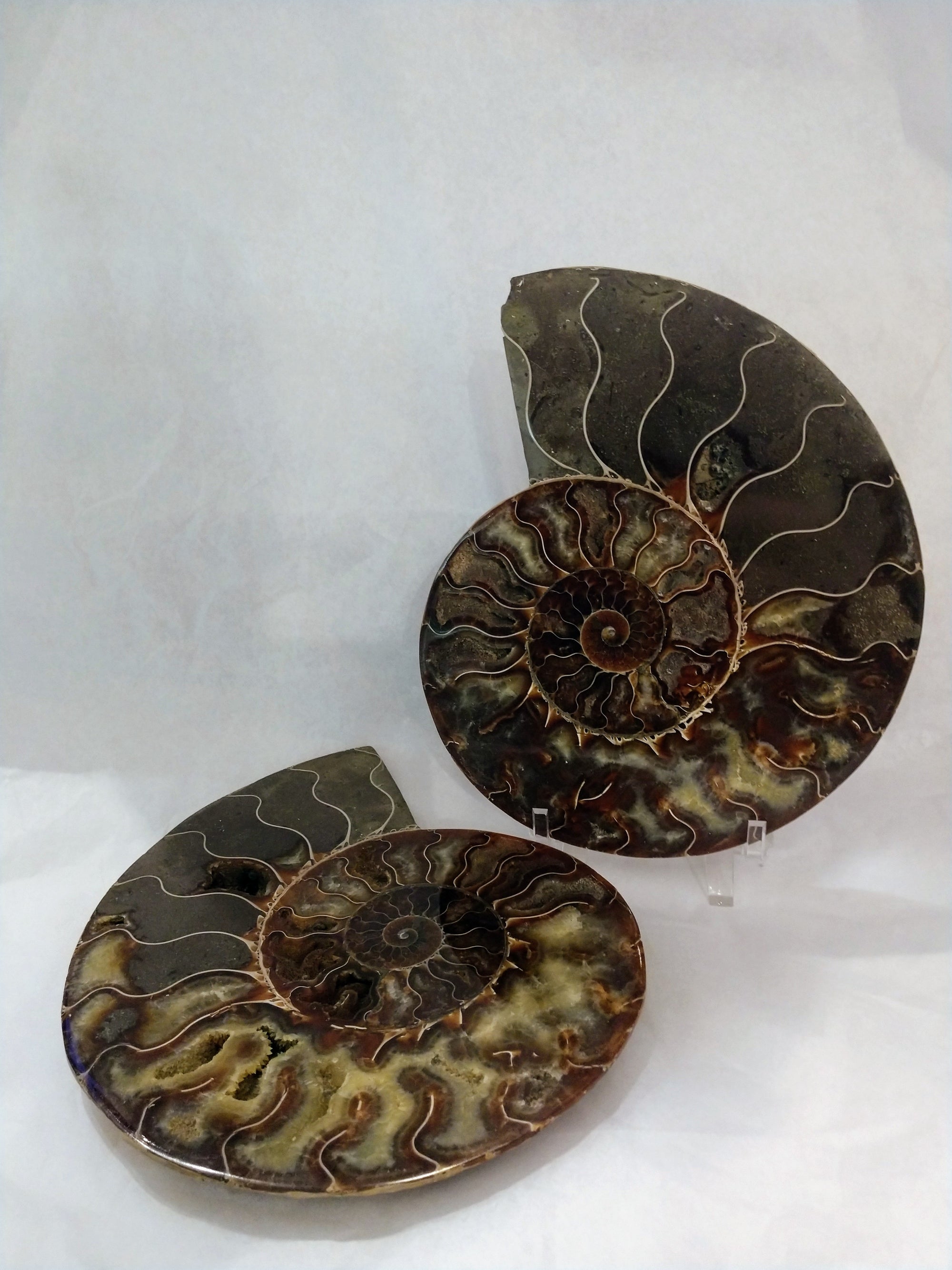 Ammonite Fossil Pair