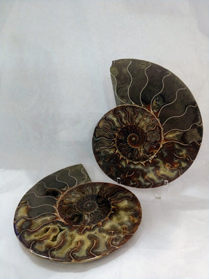 Ammonite Fossil Pair