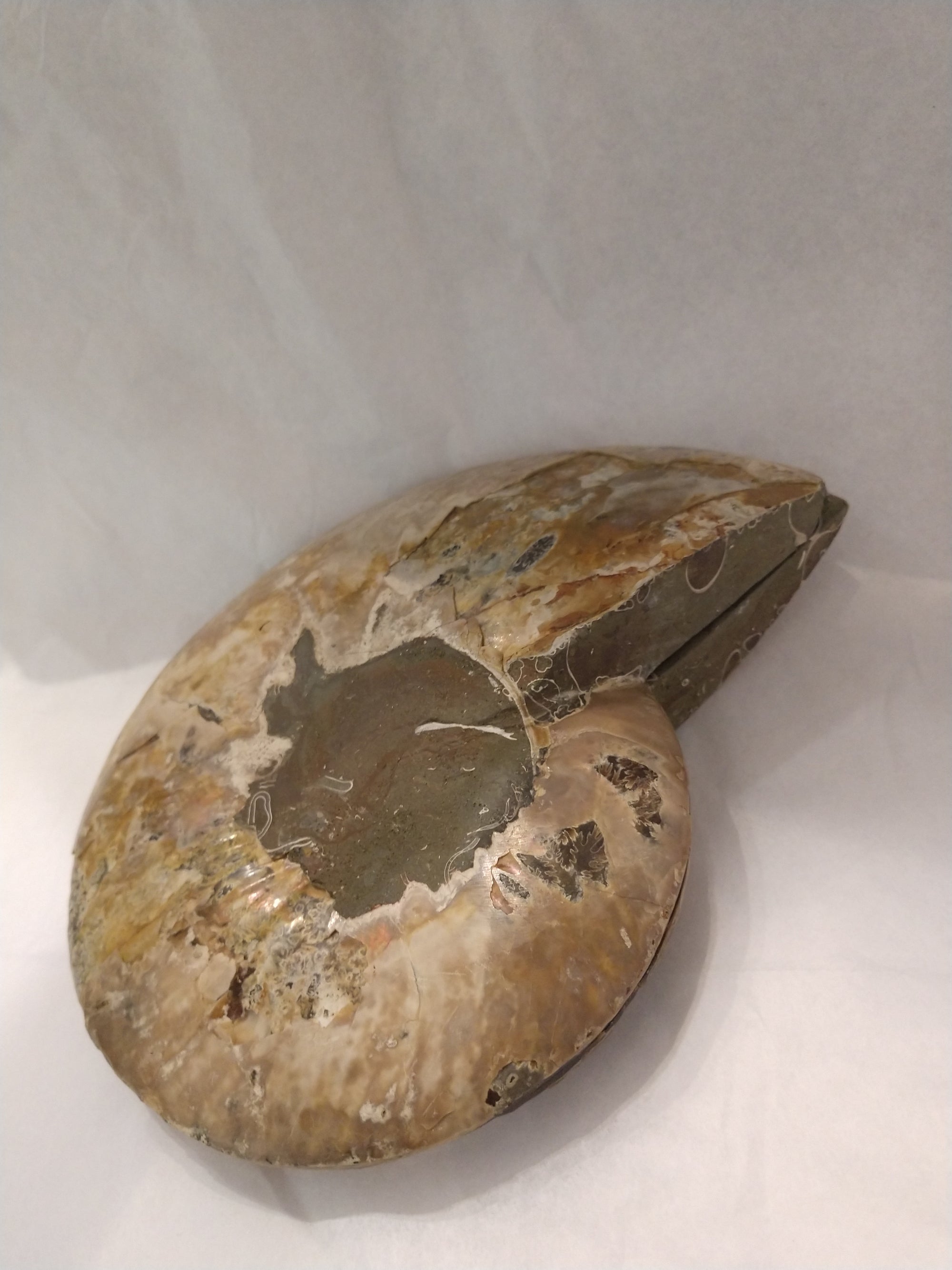Ammonite Fossil Pair