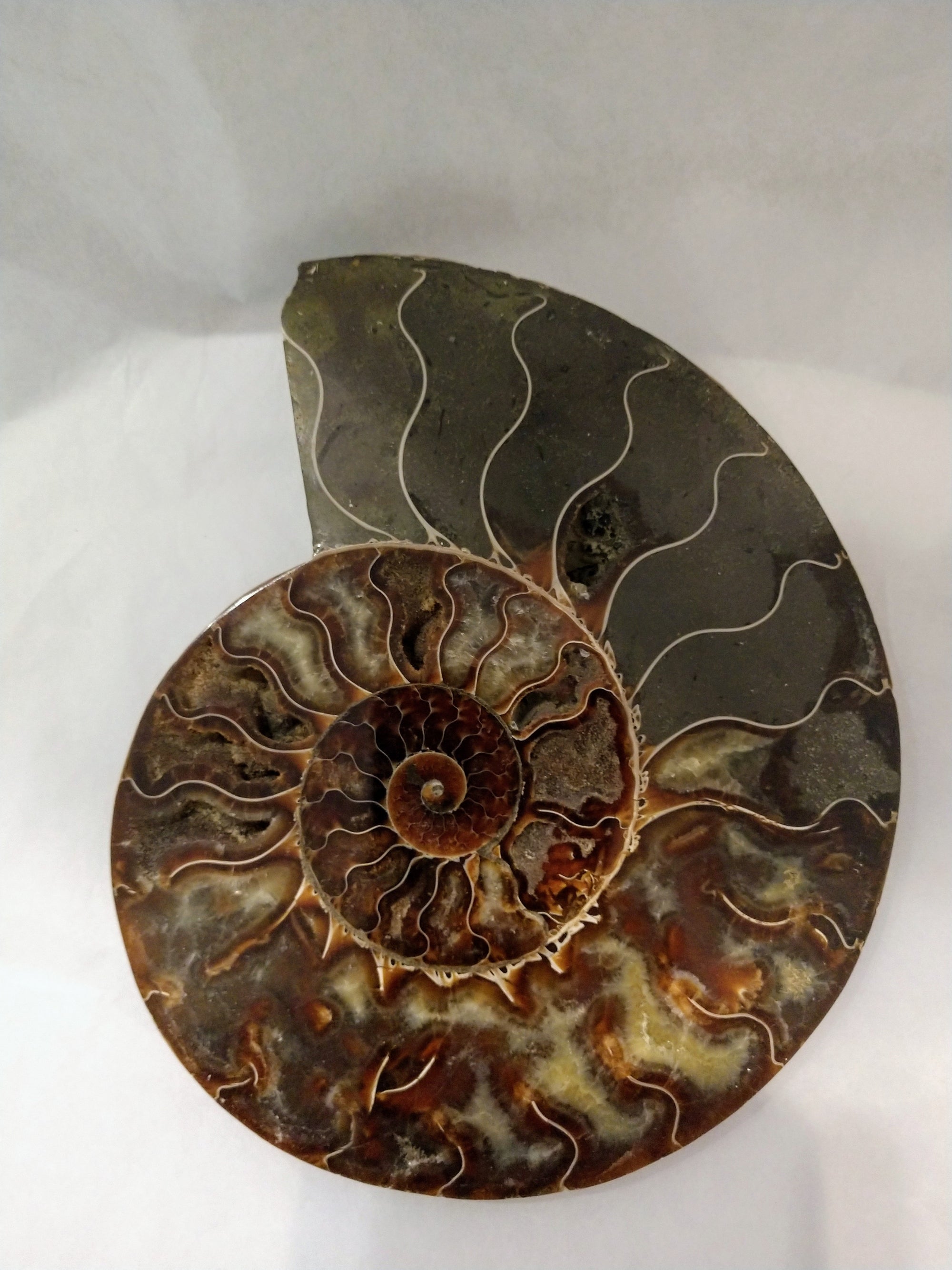 Ammonite Fossil Pair