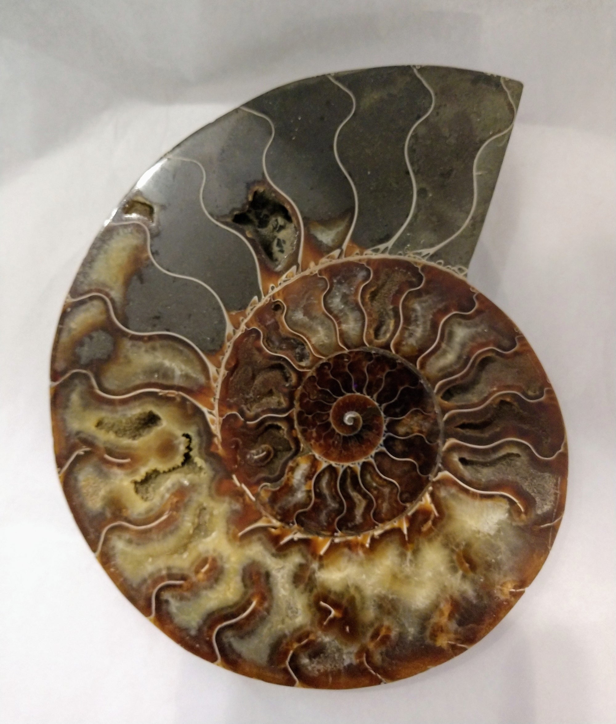 Ammonite Fossil Pair