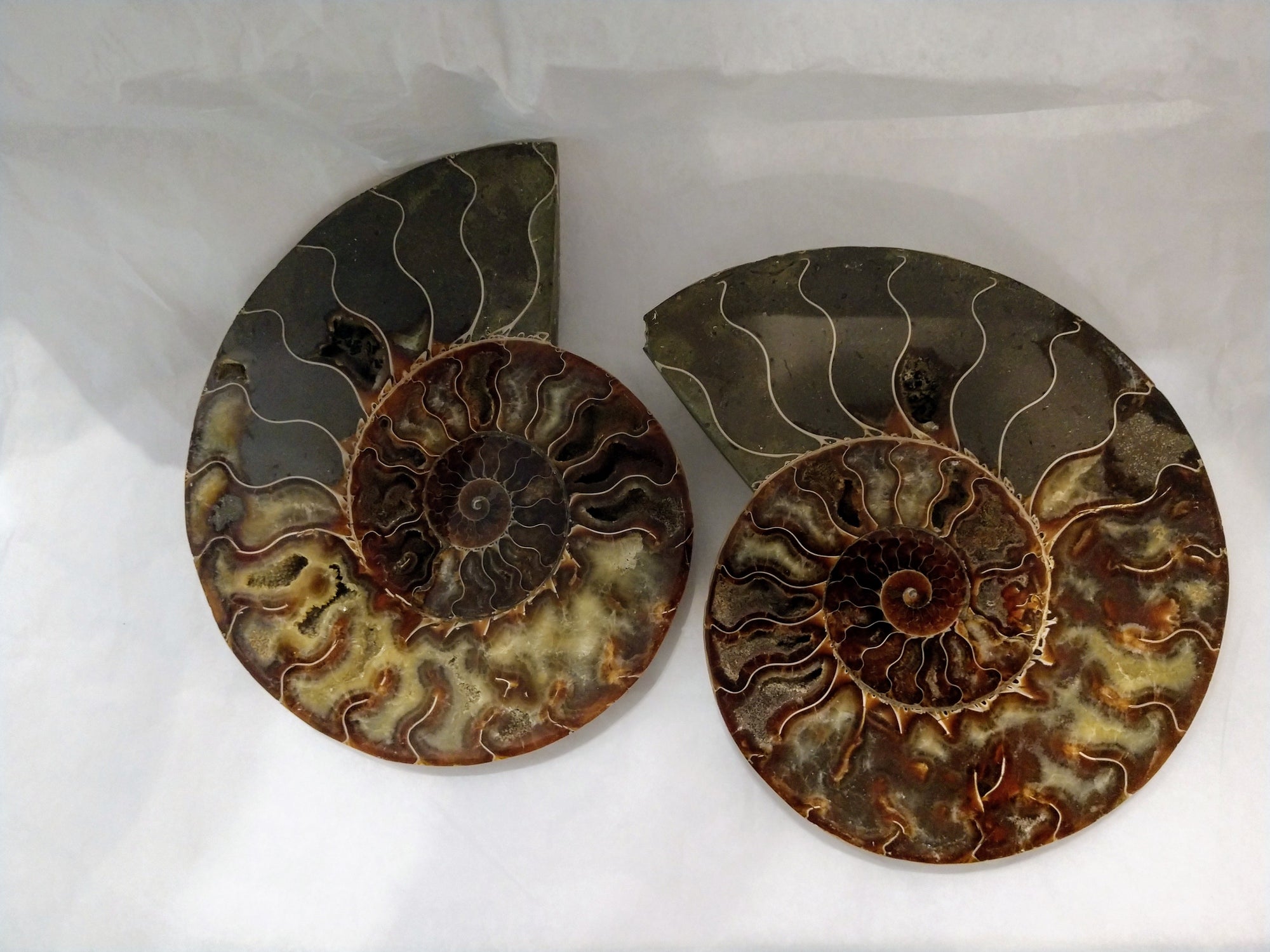 Ammonite Fossil Pair