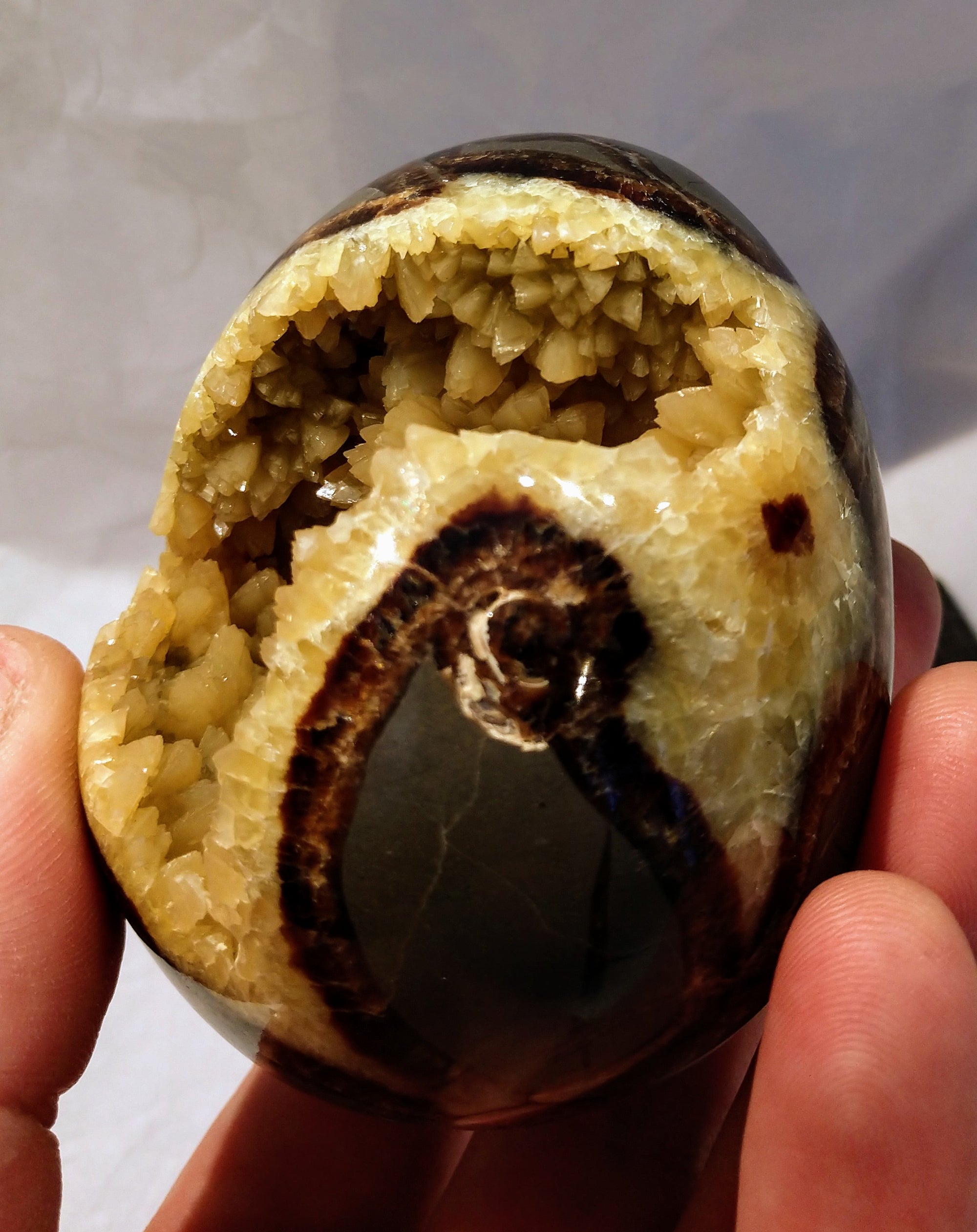 Septerian Egg