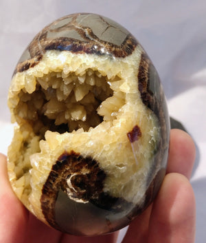 Septerian Egg