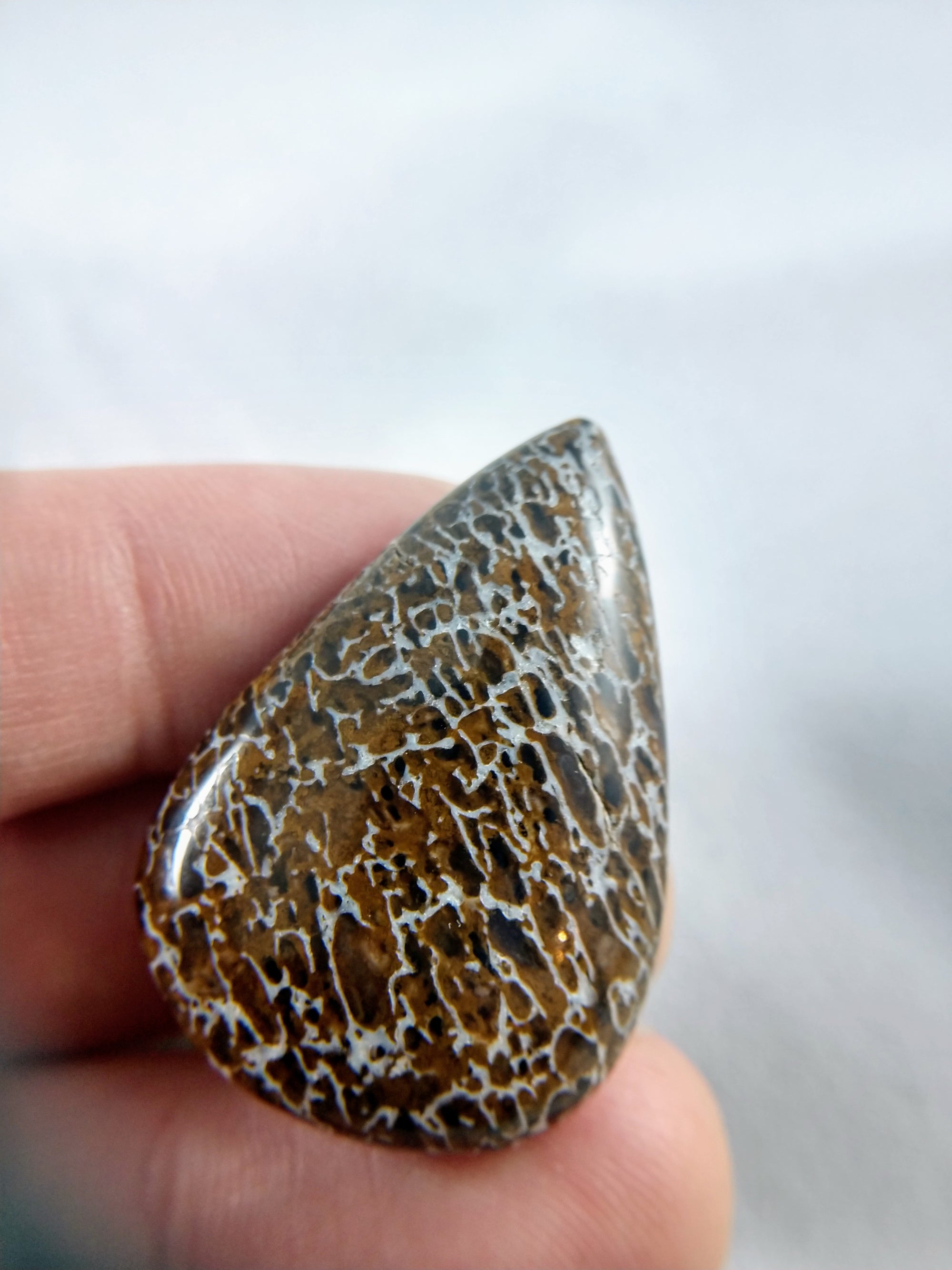 Dinosaur Bone Cabochon