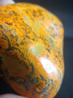 Bumblebee Jasper Free From