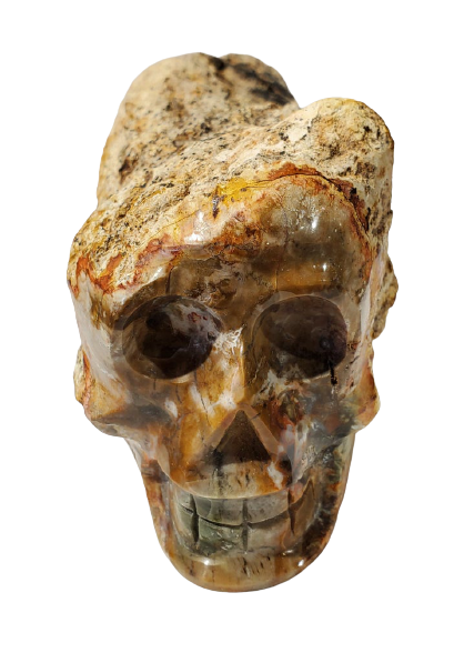 Petrified Wood Skull (Madagascar)