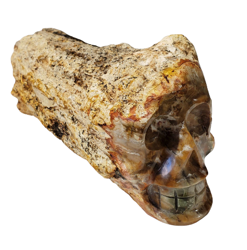 Petrified Wood Skull (Madagascar)