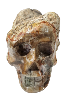 Petrified Wood Skull (Madagascar)